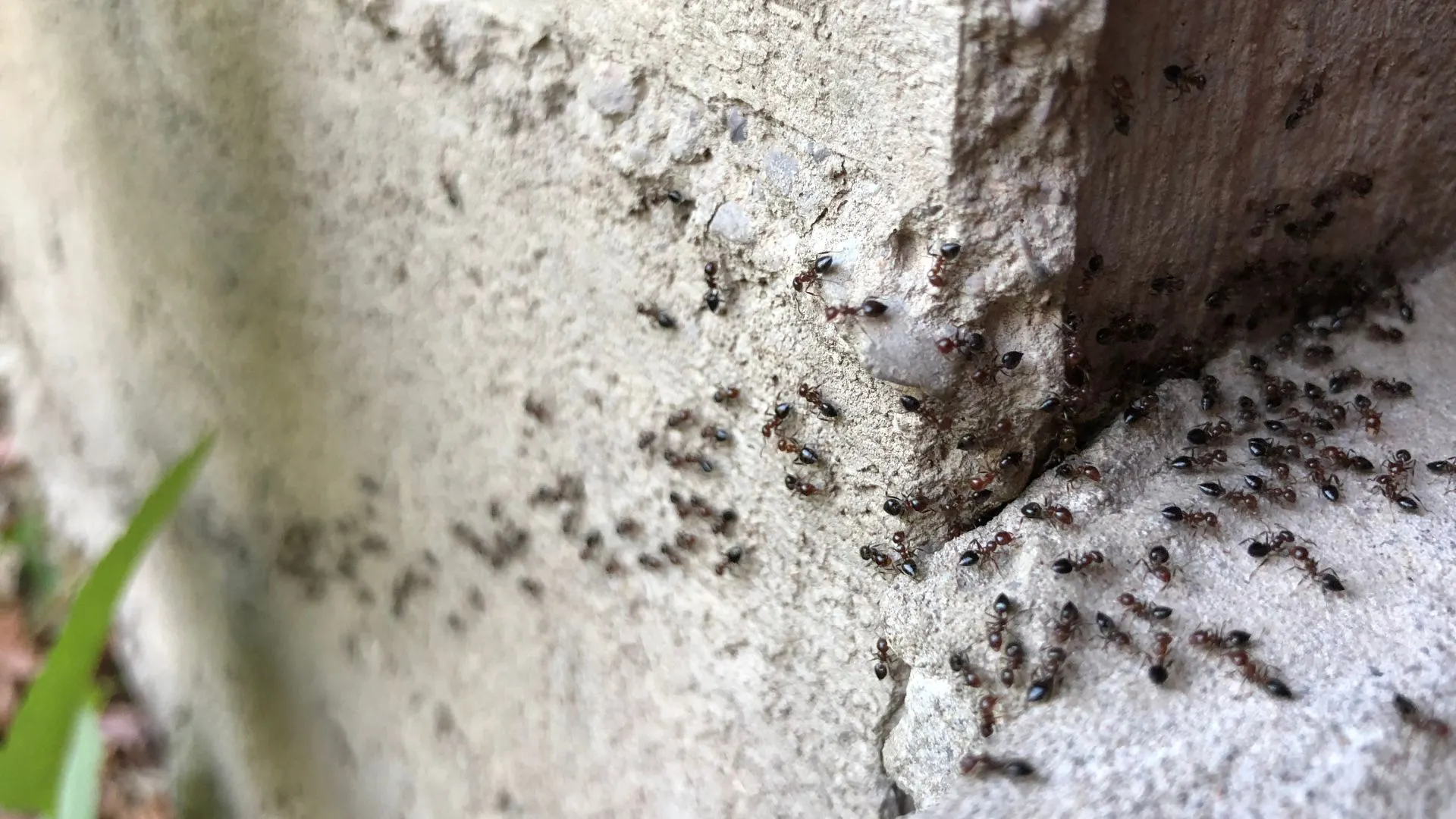 Ants crawling over concrete in The Colony, TX.