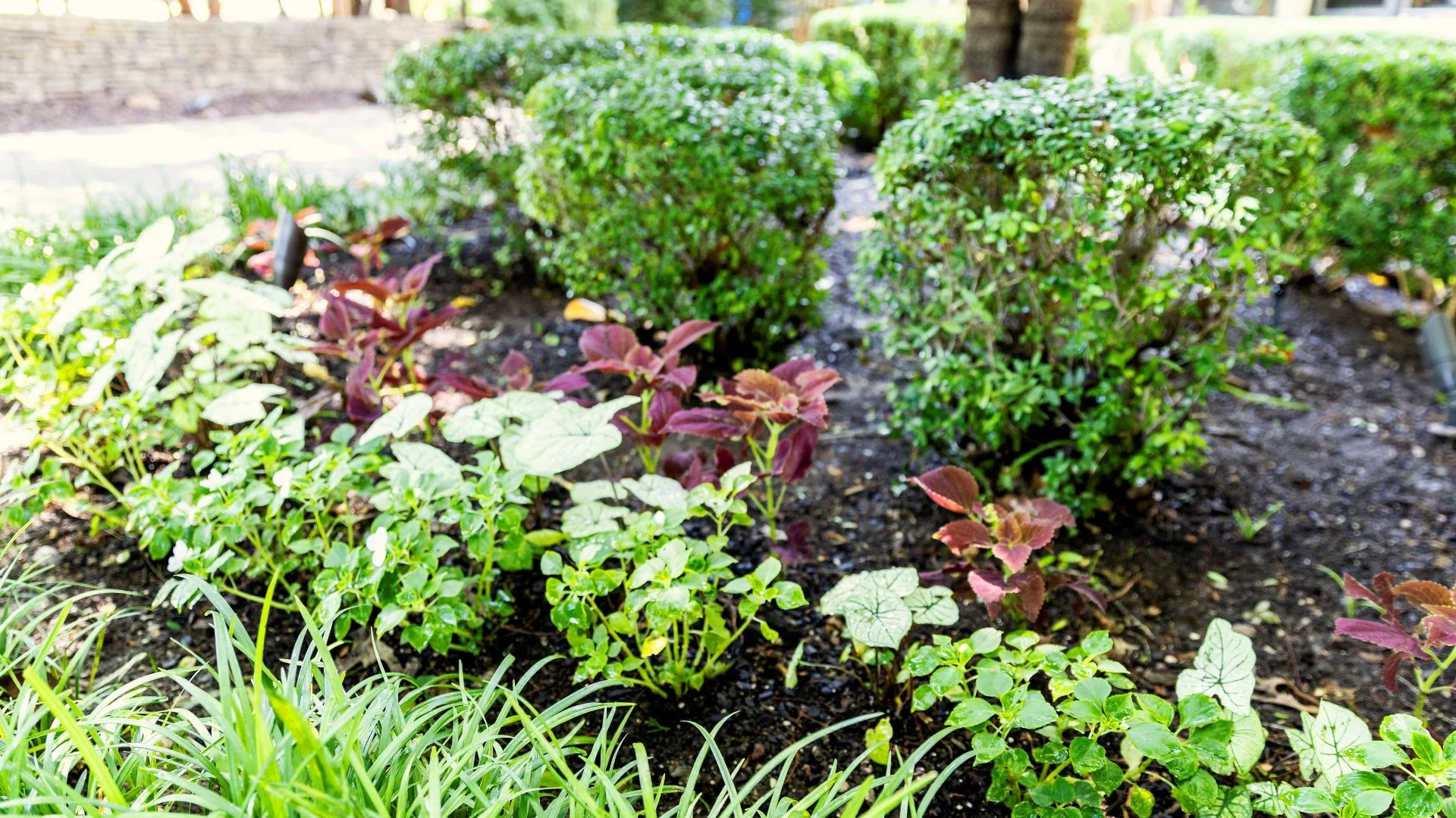 3 Types of Mulches to Consider for Your Landscape Beds!