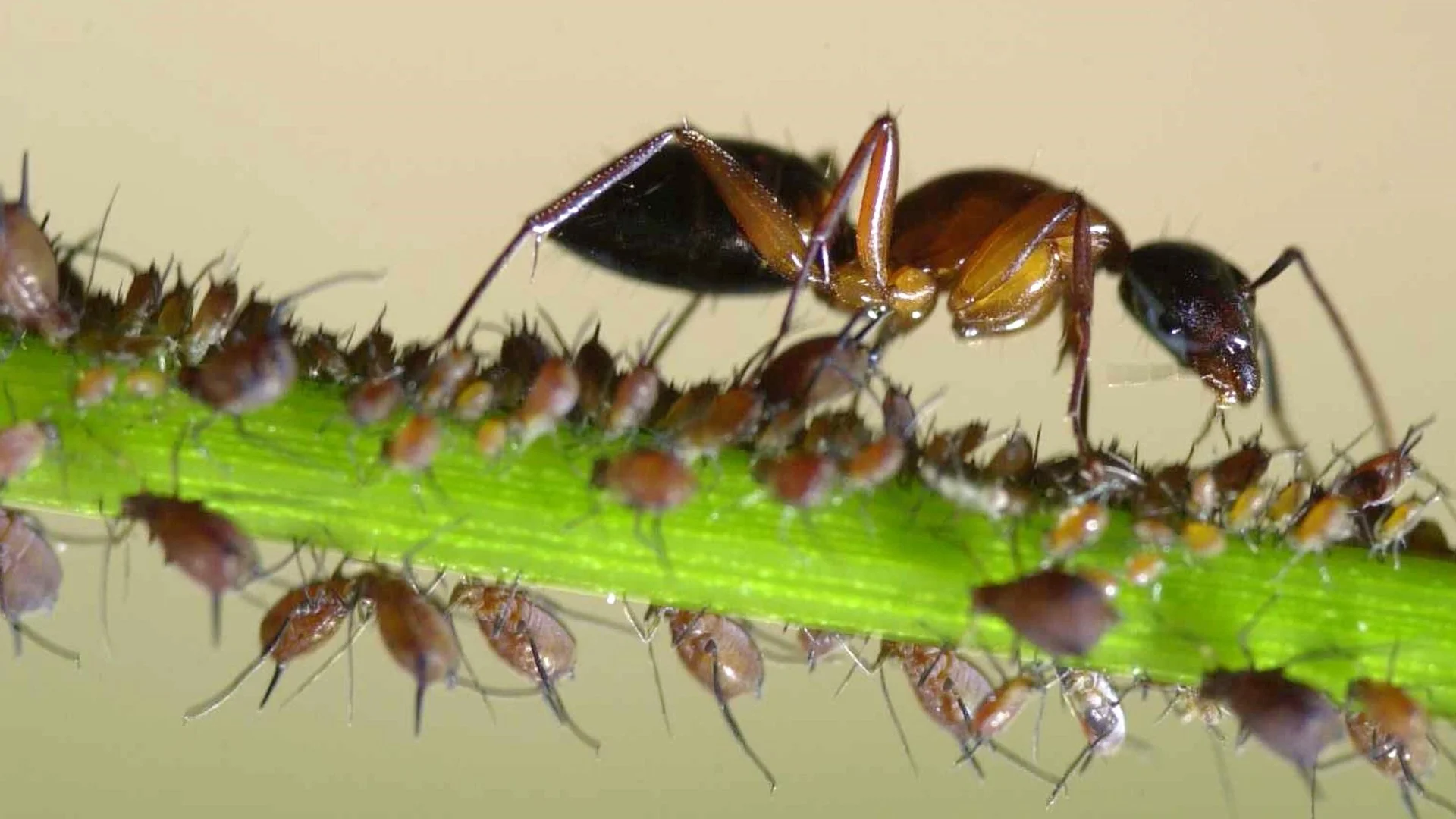 How to Tell if Ant Mounds on Your Lawn Are Fire Ants