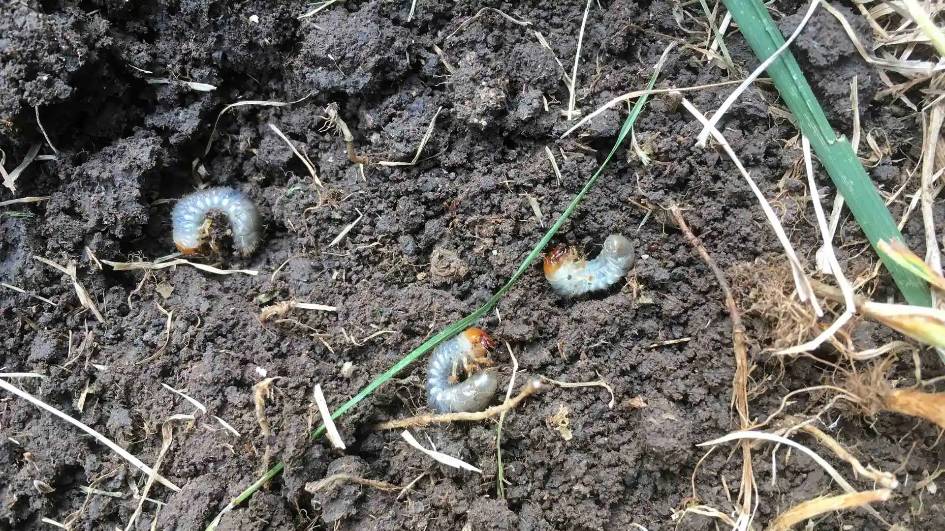 Grubs curled in soil in Frisco, TX.