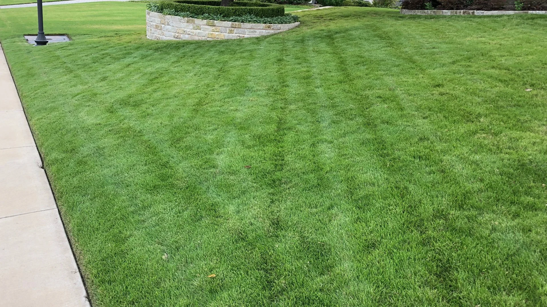 Should I Mow My Lawn Short or Keep It Long?