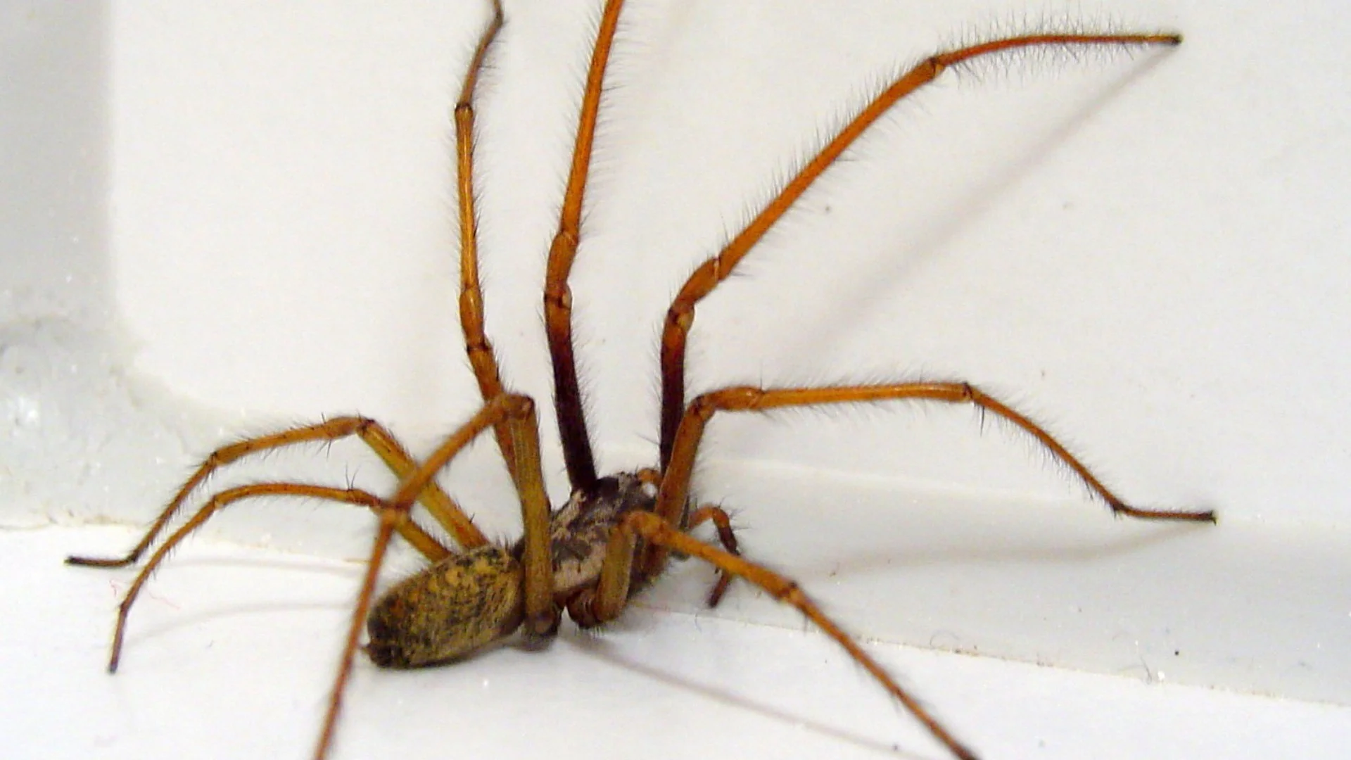 Don't Burn the House Down Yet! Here's How to Keep Spiders Out