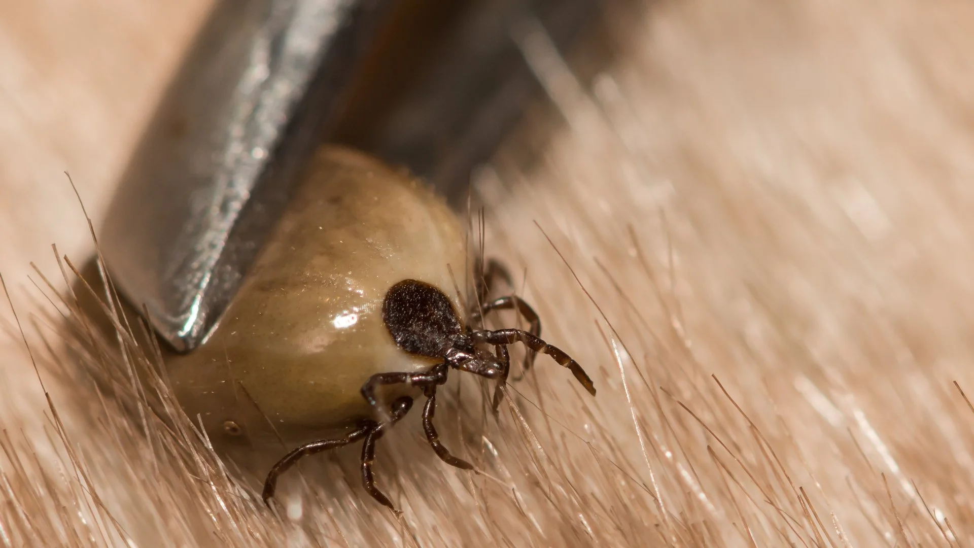 Tick Season Has Arrived - How to Protect Yourself From Ticks
