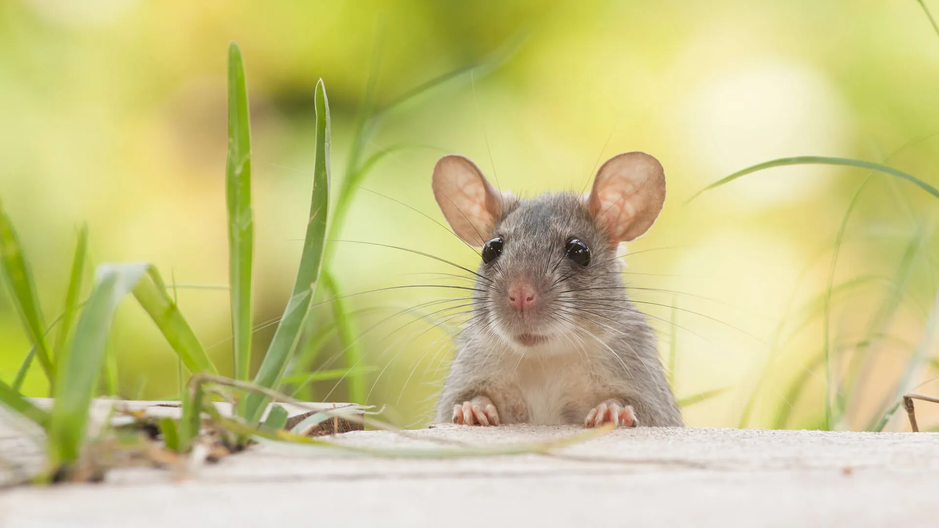 3 Winter Pests to Get Rid of Quickly: Pest Control Plano, TX Specialists’ Advice