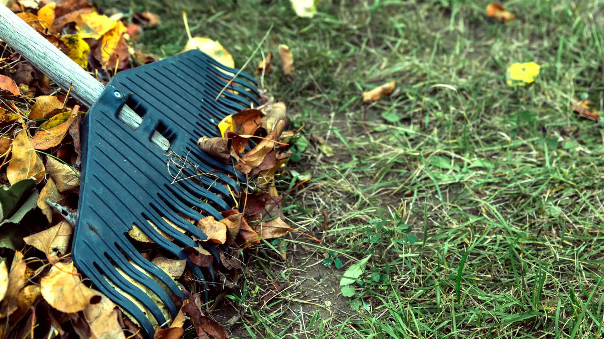 5 Winter Lawn Care Murphy, TX Mistakes to Avoid This Year