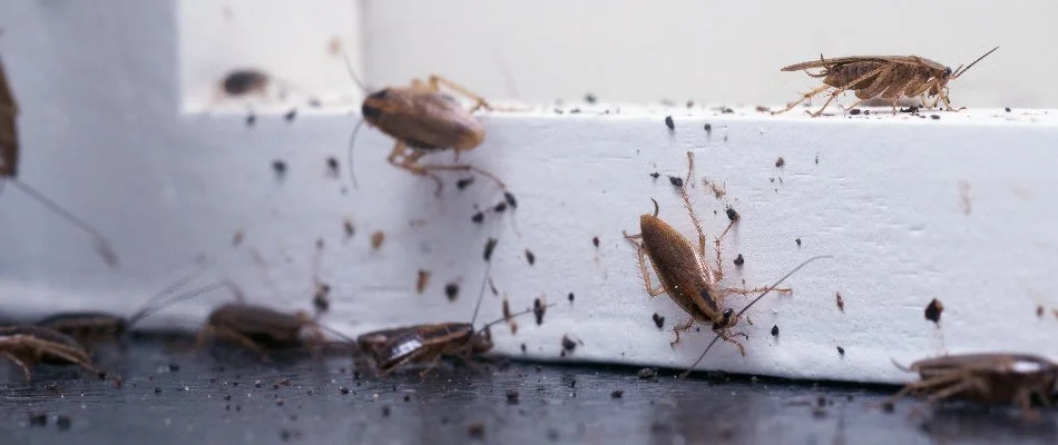 Roaches that have invaded a home in Plano, TX.