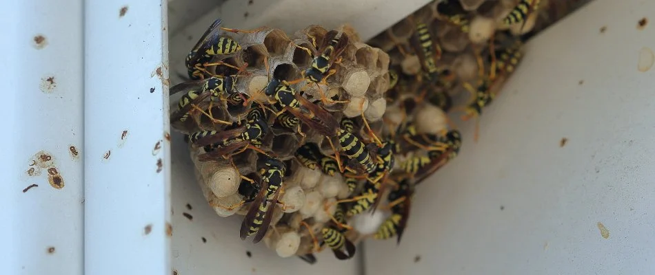 Nest of wasps located on property in Plano, TX.