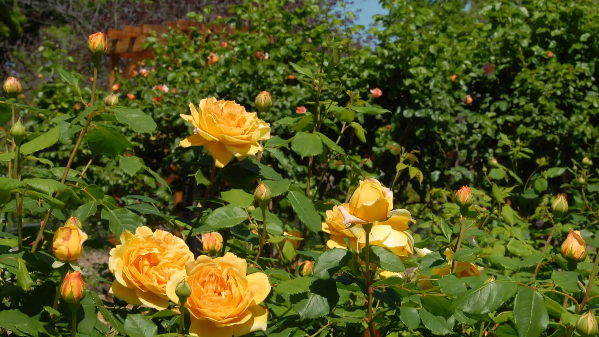 Caring for Your Roses this Summer: Lawn Care Frisco, TX Pros’ Tips