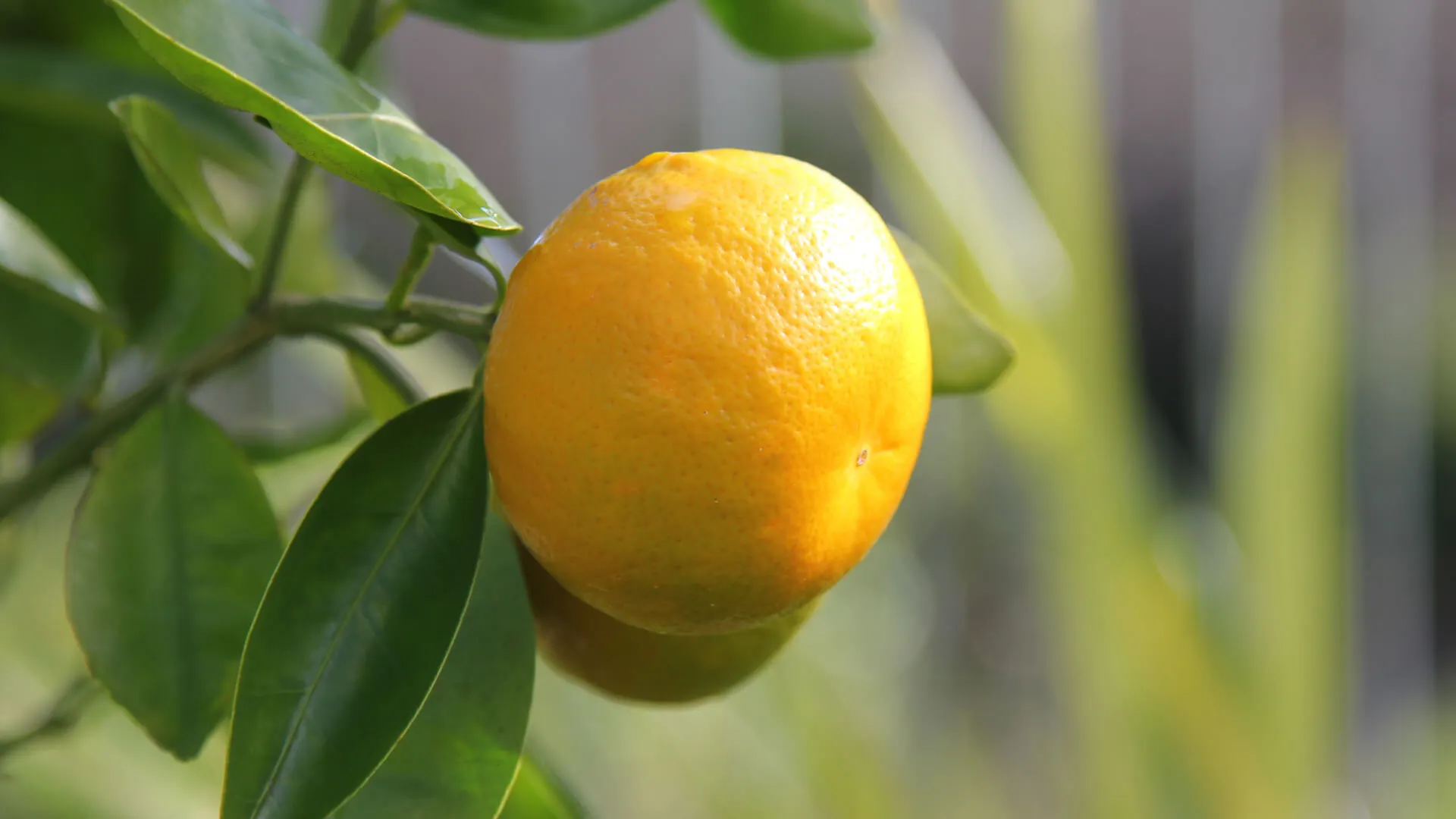 Fight the Texas Citrus Mite! Pest Control Frisco, TX Specialists Share Their Tips