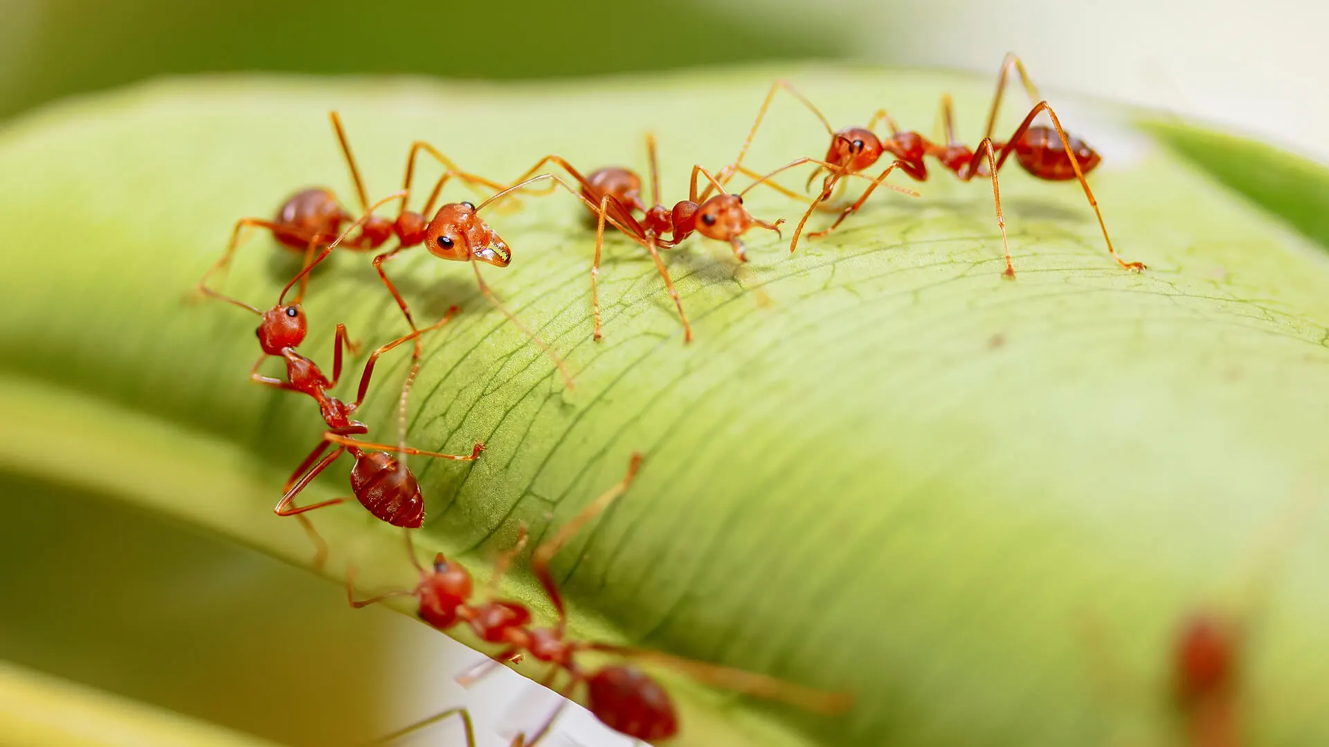 Fighting Against Red Imported Fire Ants: Pest Control The Colony, TX Experts’ Guide