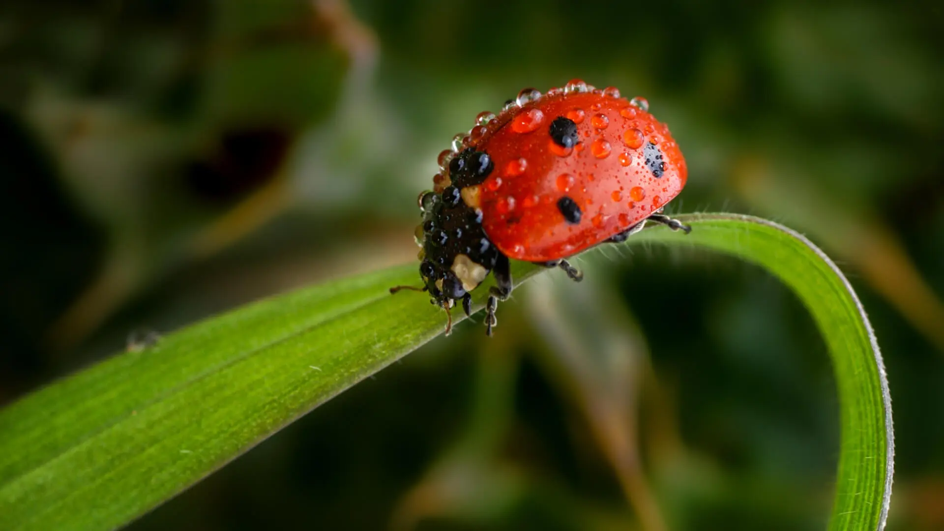 Four Beneficial Insects for Your Garden: Pest Control Allen, TX Experts Share their Knowledge