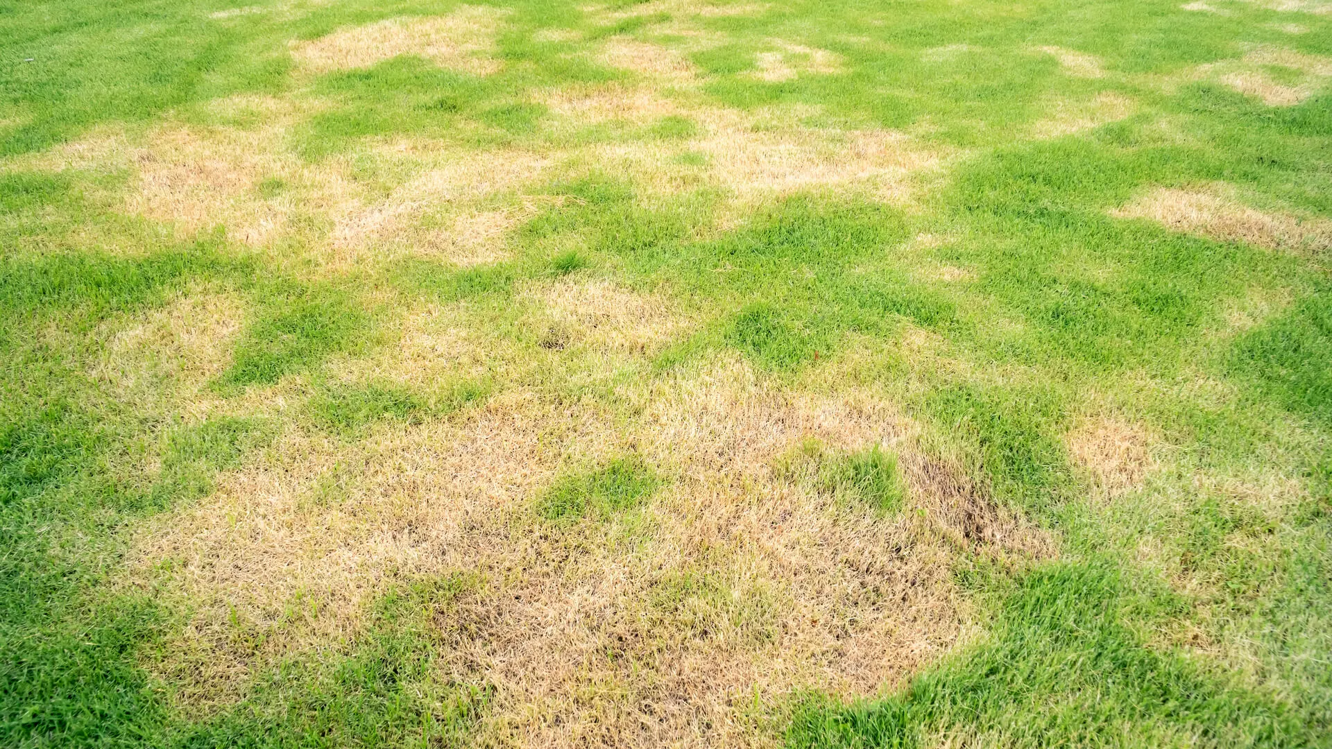 Intensive Lawn Care Murphy, TX Expert Advice to Manage Damaged Lawns