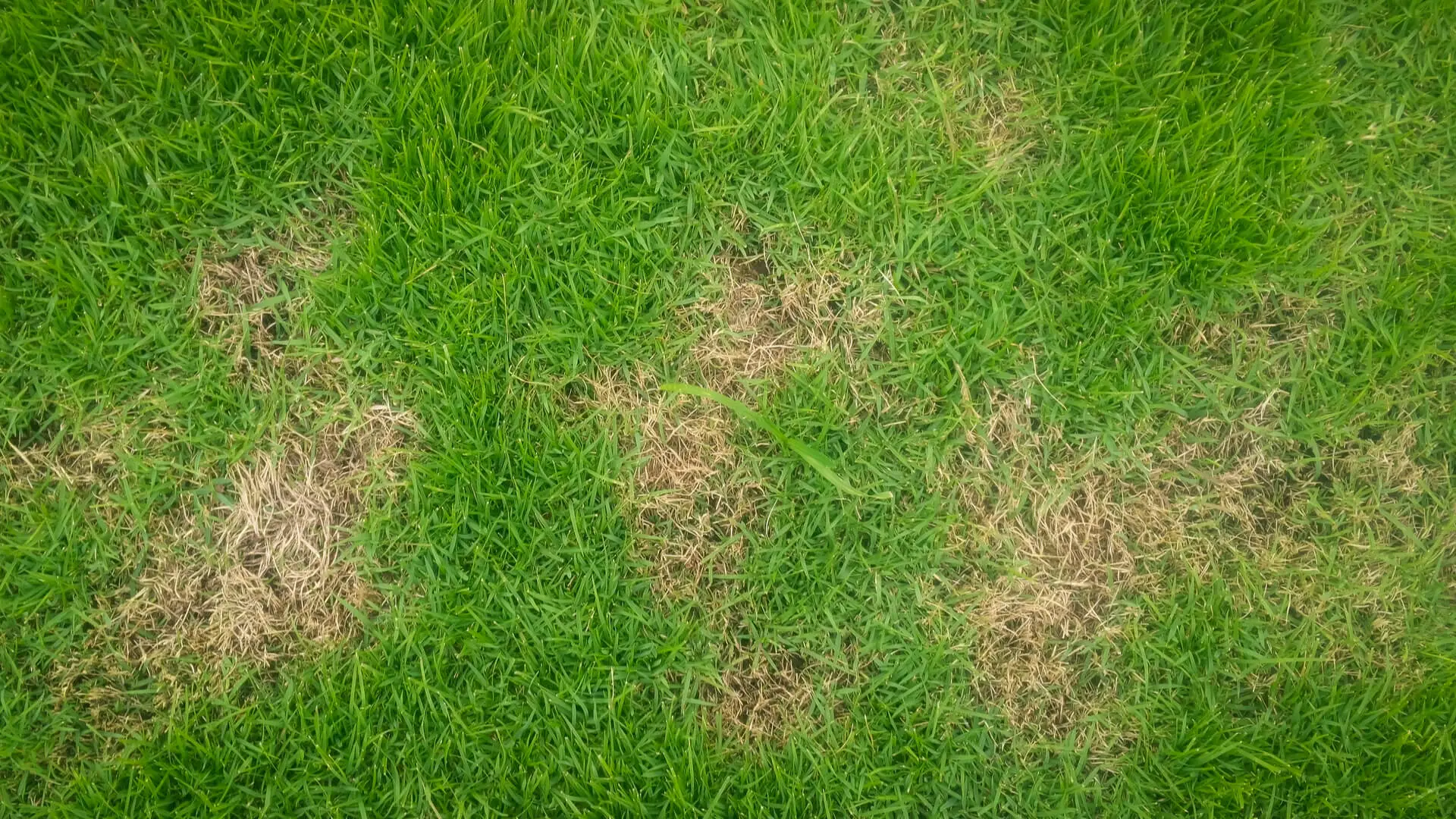 Intensive Lawn Care Wylie TX Owners Can Apply to Restore Damaged Lawns