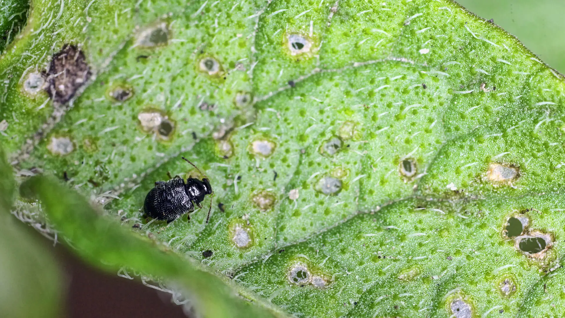Keep the Flea Beetles Away from Tomatoes: Tips from Your Pest Control Murphy, TX Experts