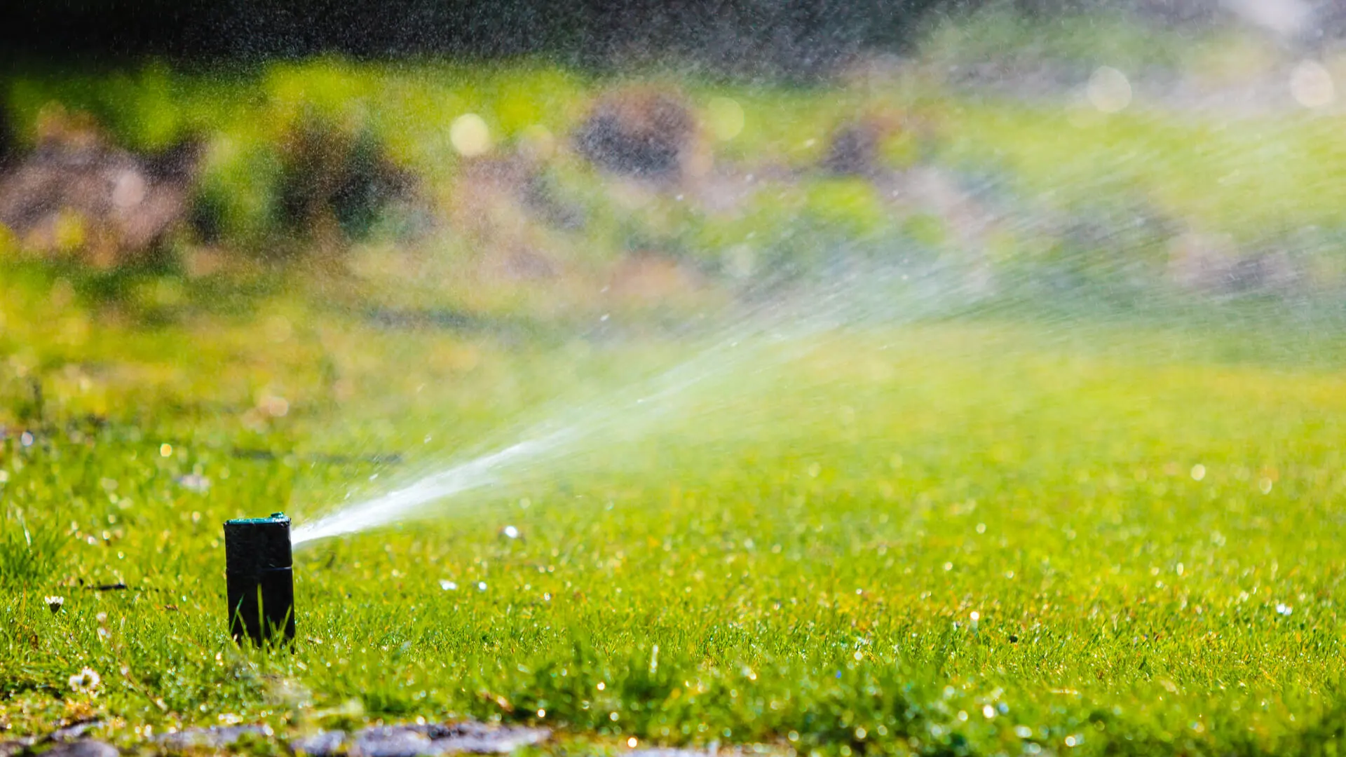 Mistakes in Lawn Care – The Colony TX Residents Often Commit