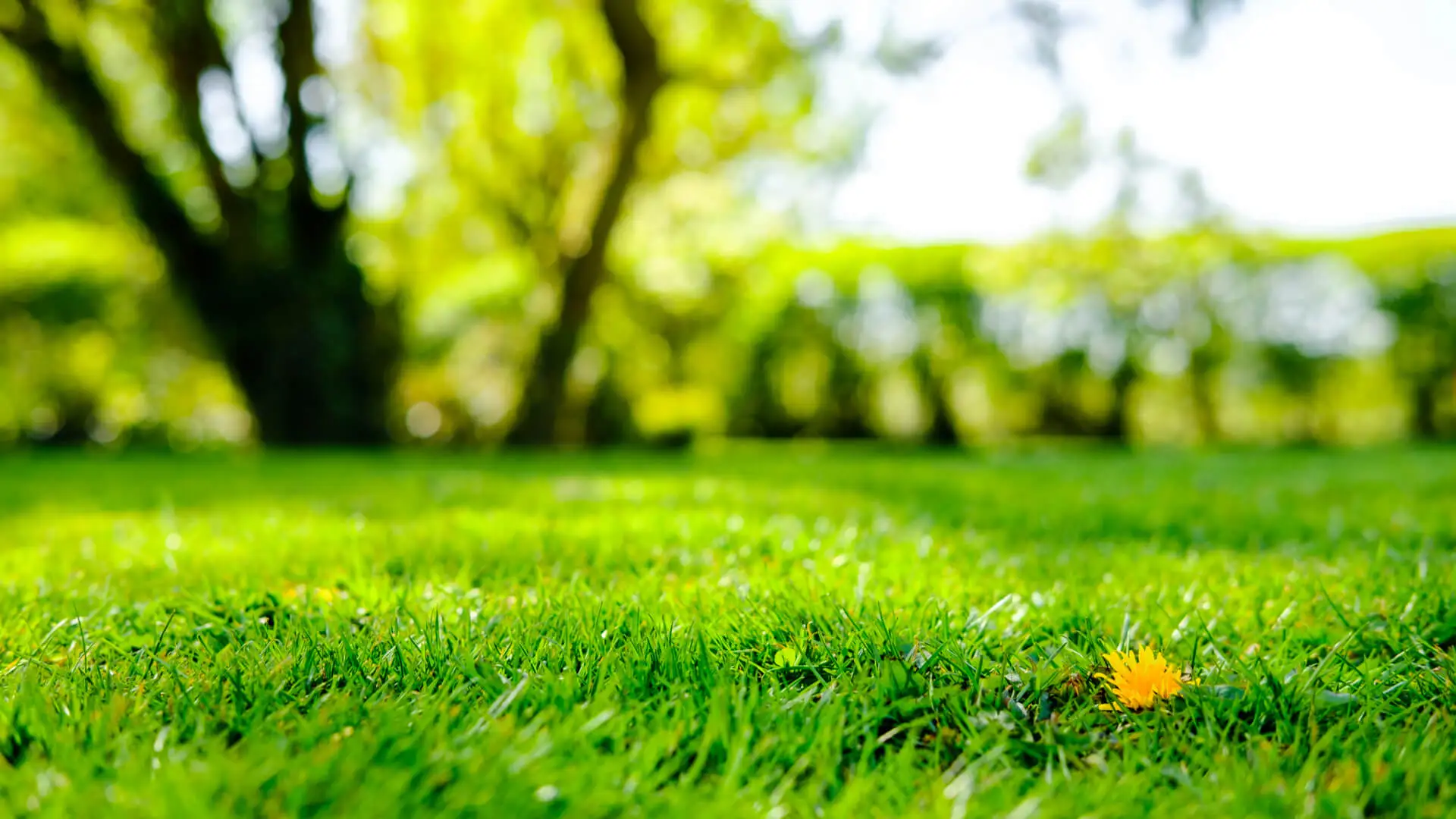 Short Guide on How to Choose a Reliable Specialist in Lawn Care Allen, TX