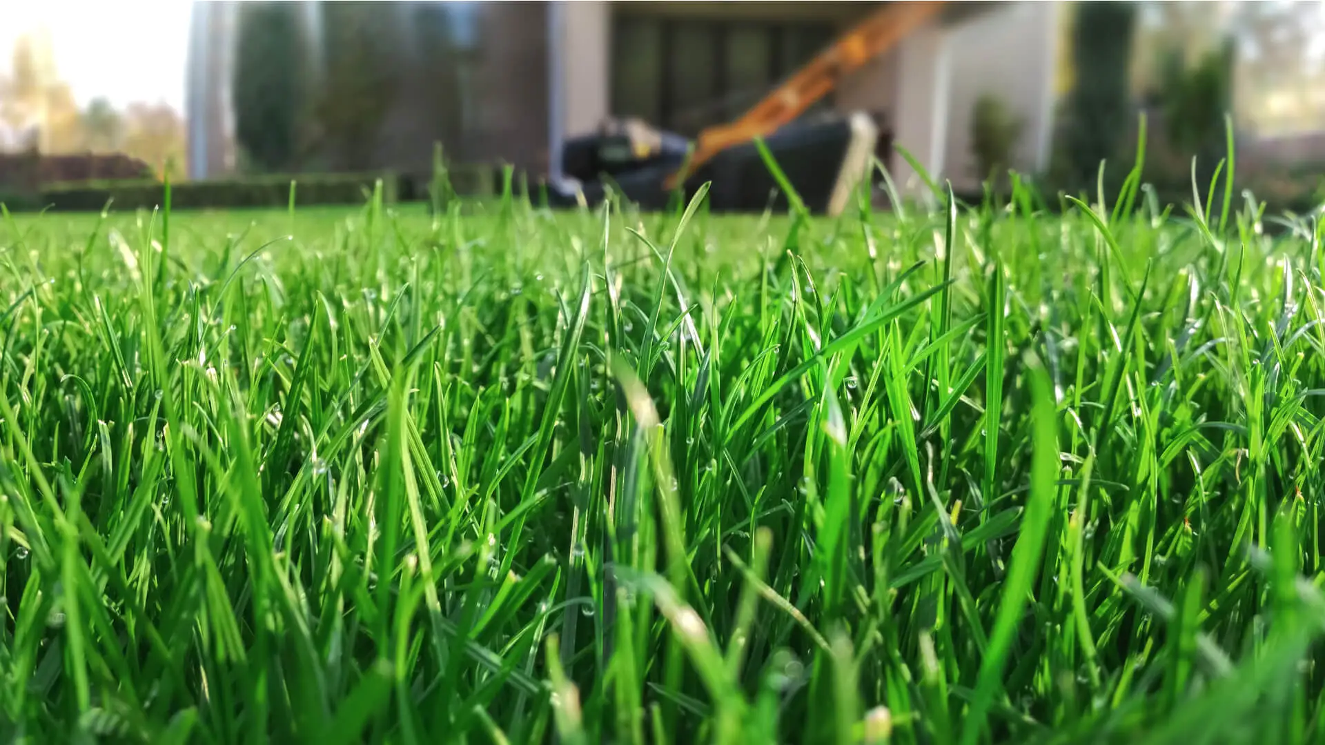Specialists in Lawn Care Plano Advise Homeowners on Choosing a Reputable Firm