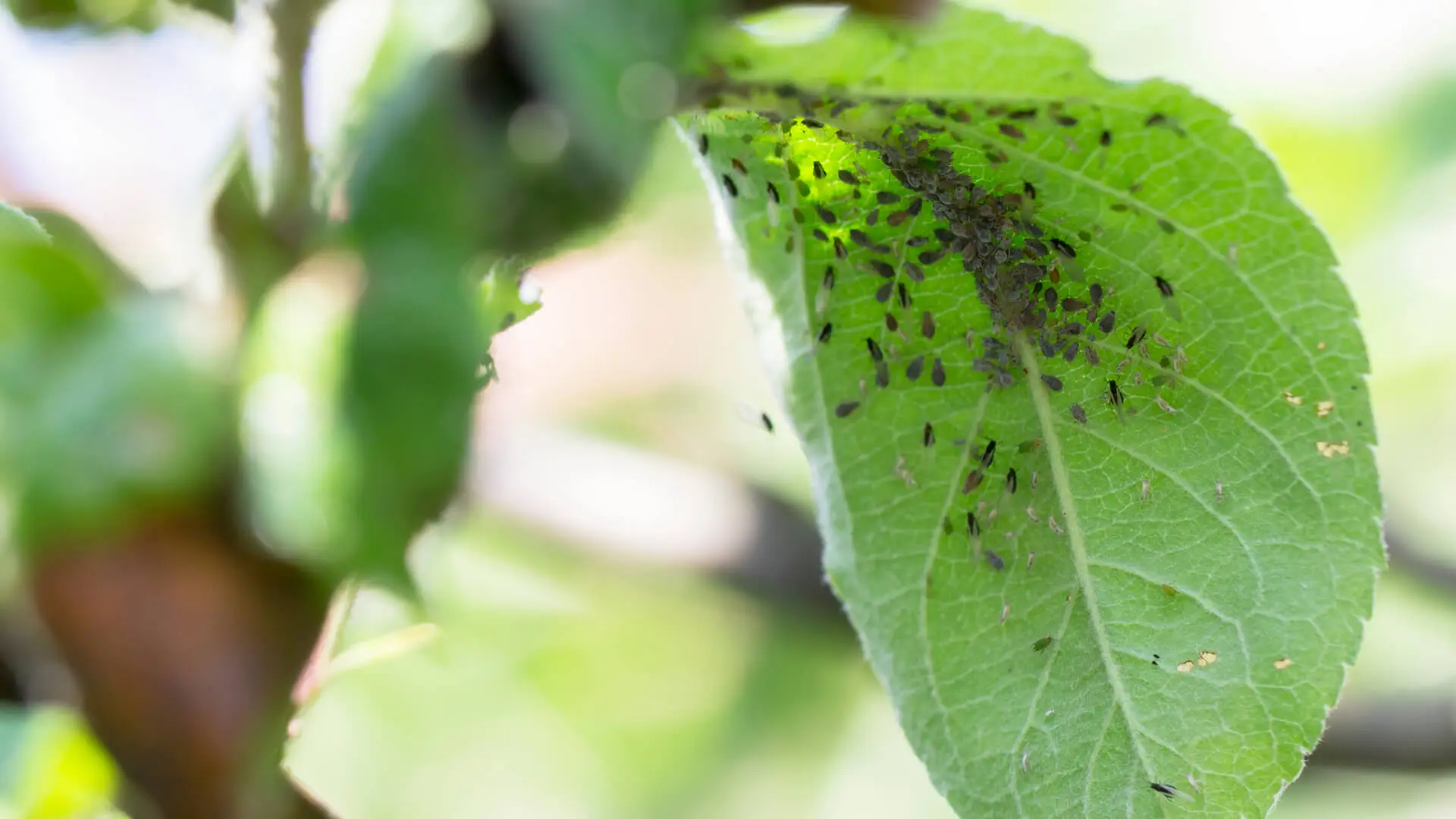 The Aphid Fight: Pest Control Plano, TX Experts Share their Advice