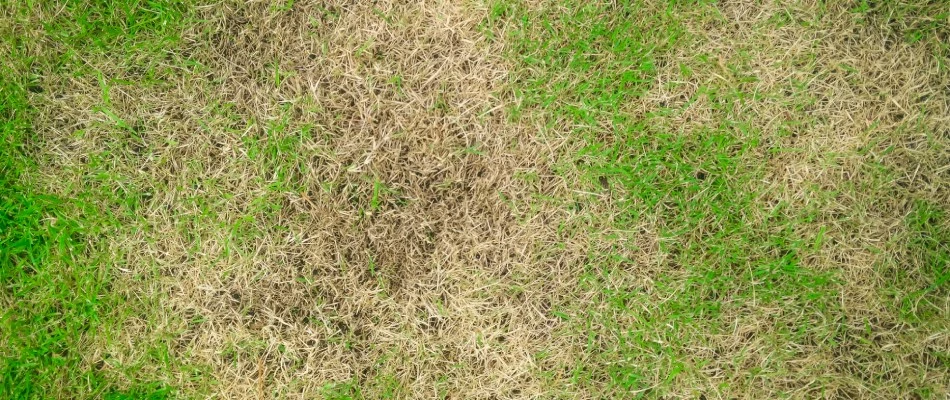 Lawn infected with brown patch disease in Allen, TX.