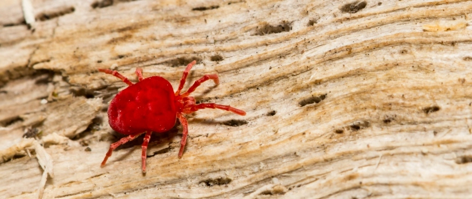 Red chigger found crawling on wood in The Colony, TX.