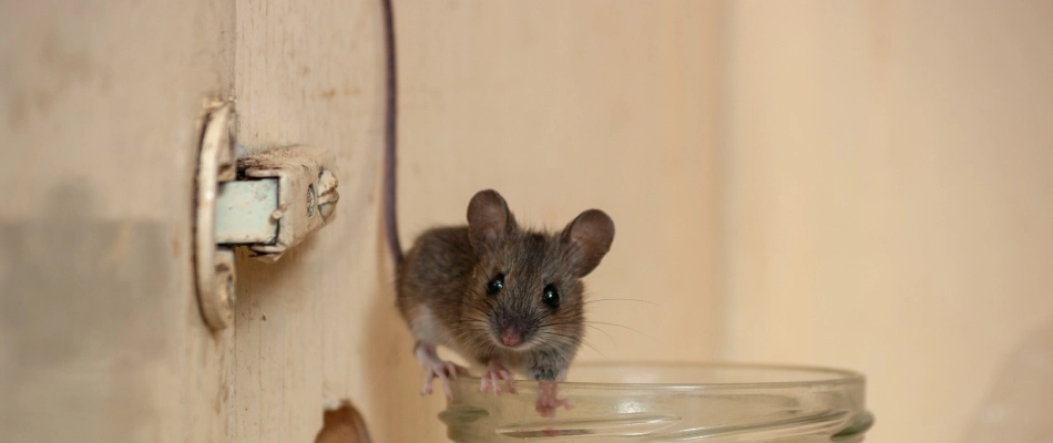 House mouse found in cabinets in home in Frisco, TX.