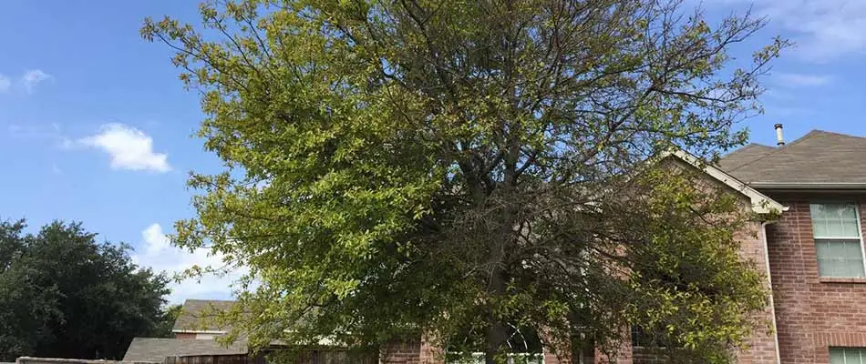 Iron deficient live oak tree in Plano, TX.