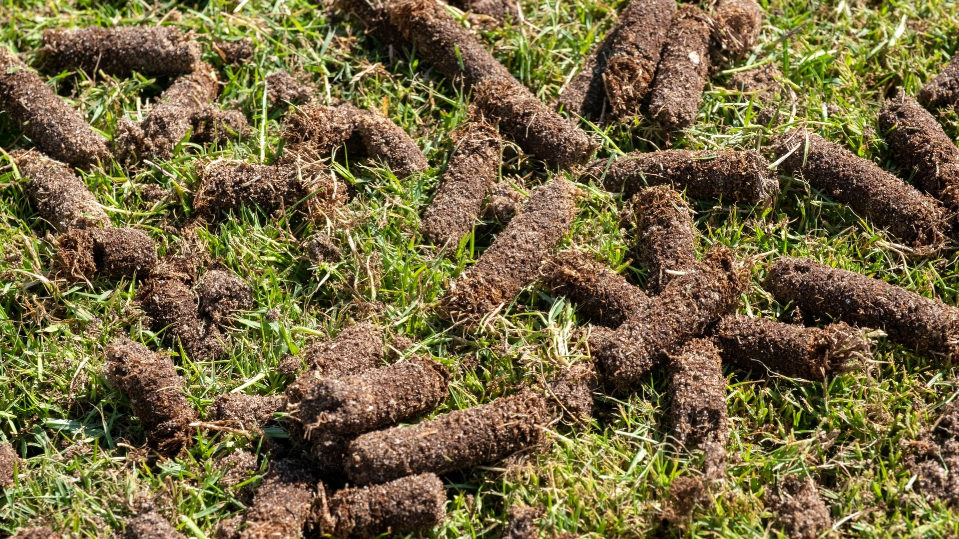 Why Are There Clumps of Soil on My Lawn After Aeration?