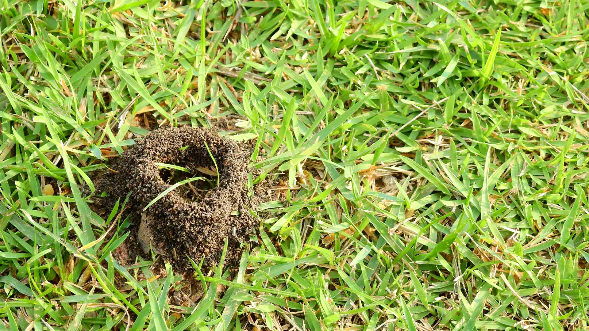 Ant hill found in lawn in Sachse, TX.