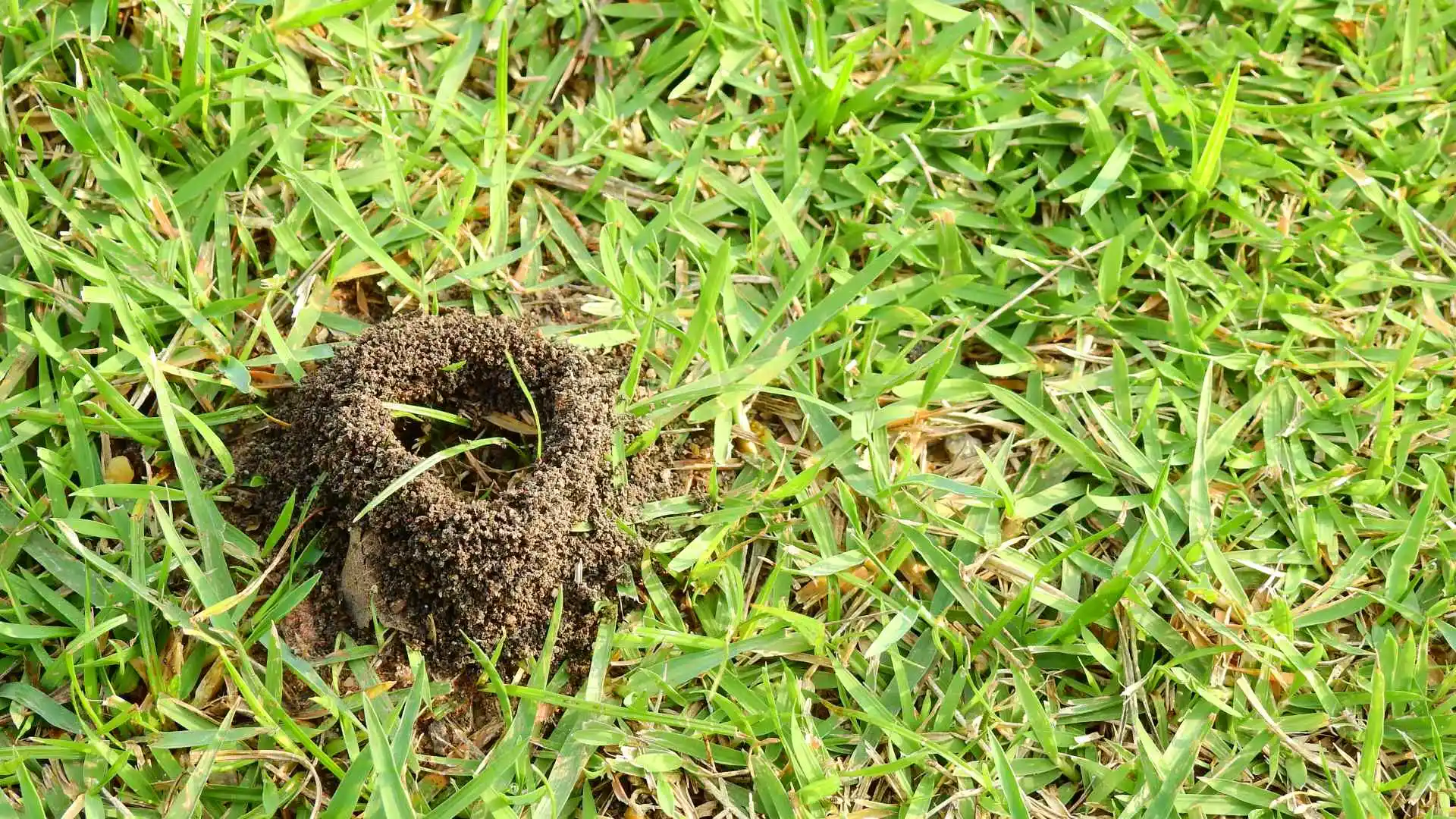 Ant hill found in lawn in Sachse, TX.