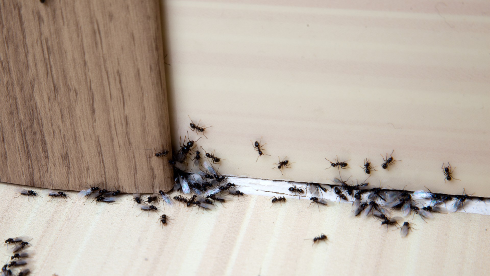Ant infestation found in client's home in McKinney, TX.