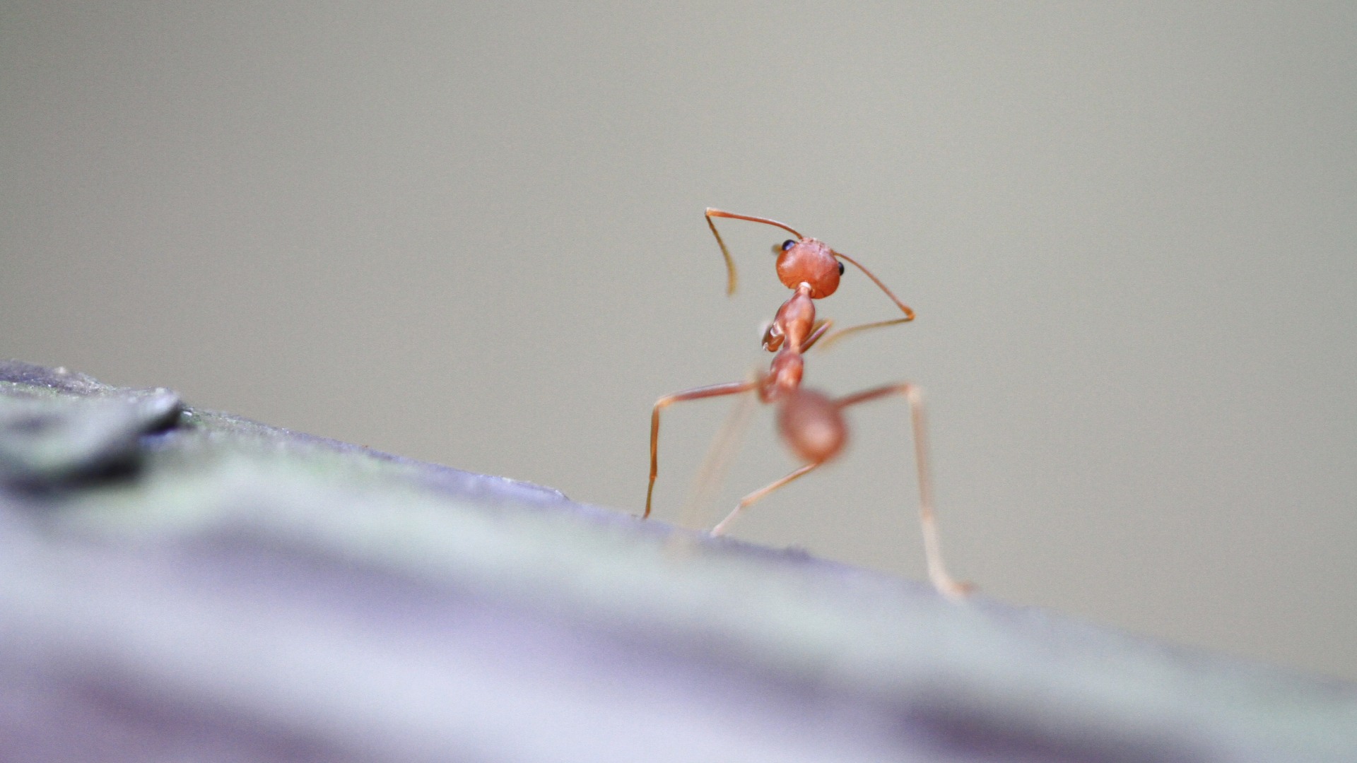 Are Ants Setting up Camp in Your Home? Here’s What You Should Do