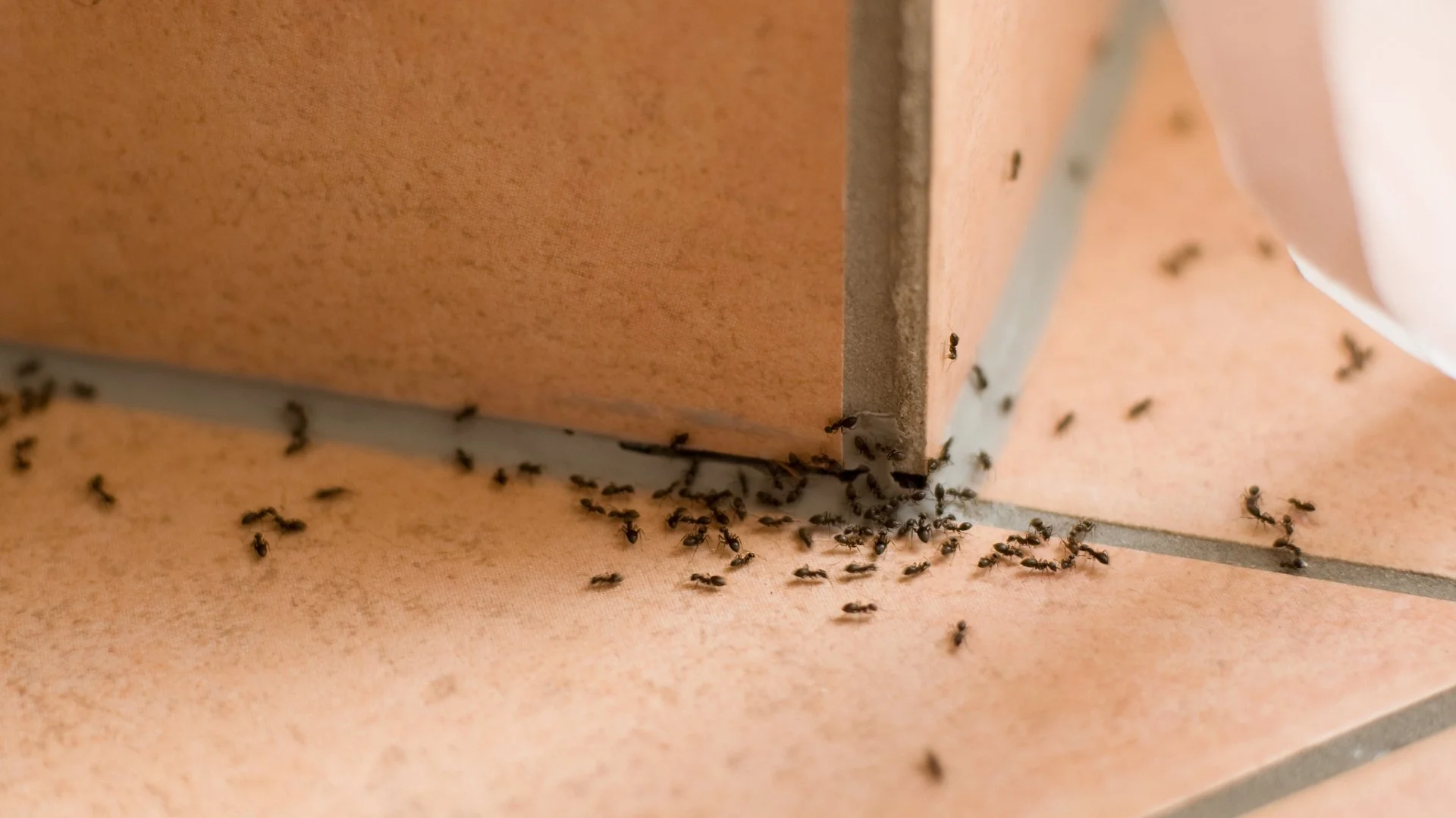 Controlling Ants in Your Home - Baits vs Sprays