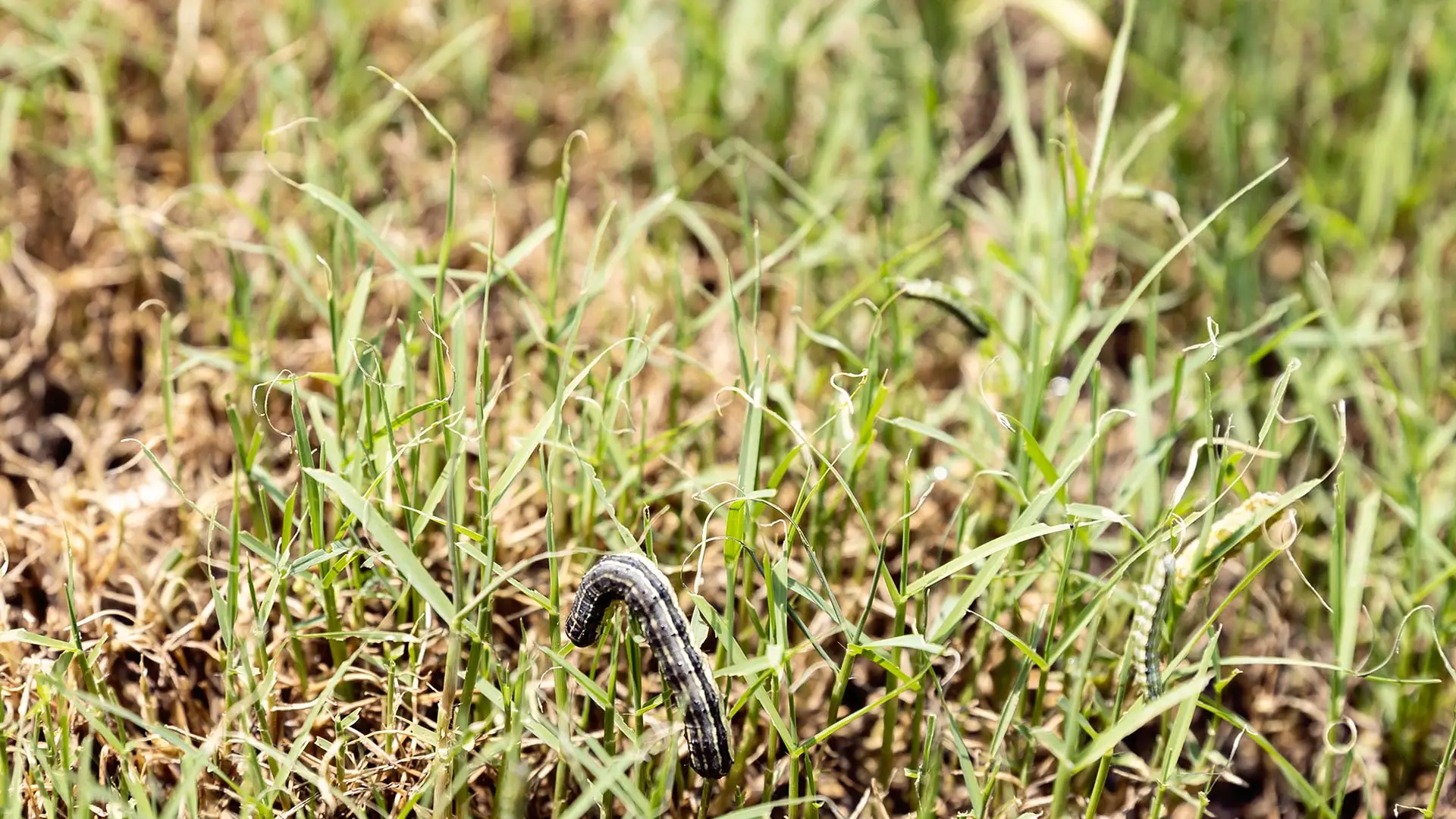 Armyworm found in drying lawn in Parker, TX.
