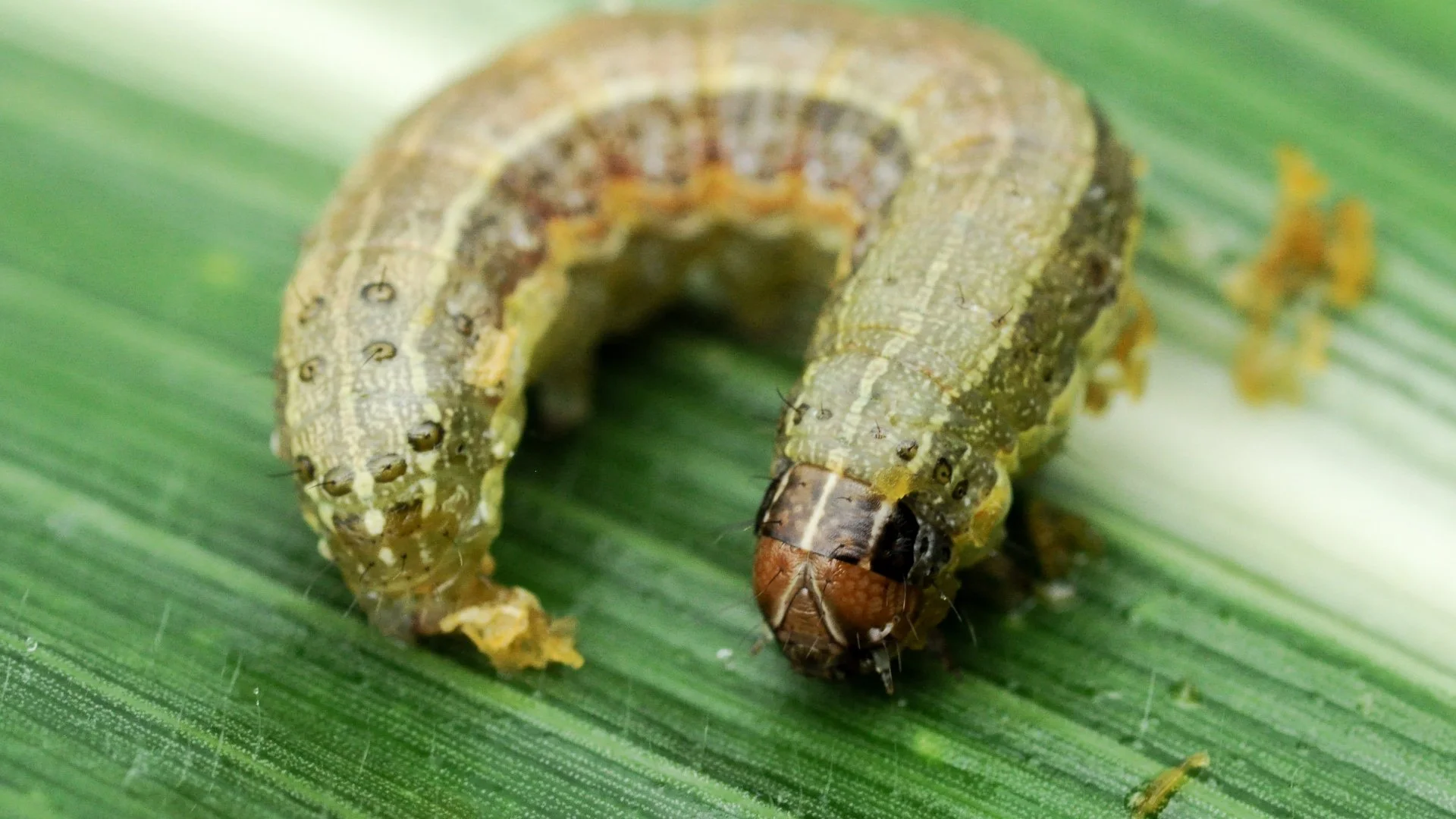 Will Grass Come Back After Armyworms?