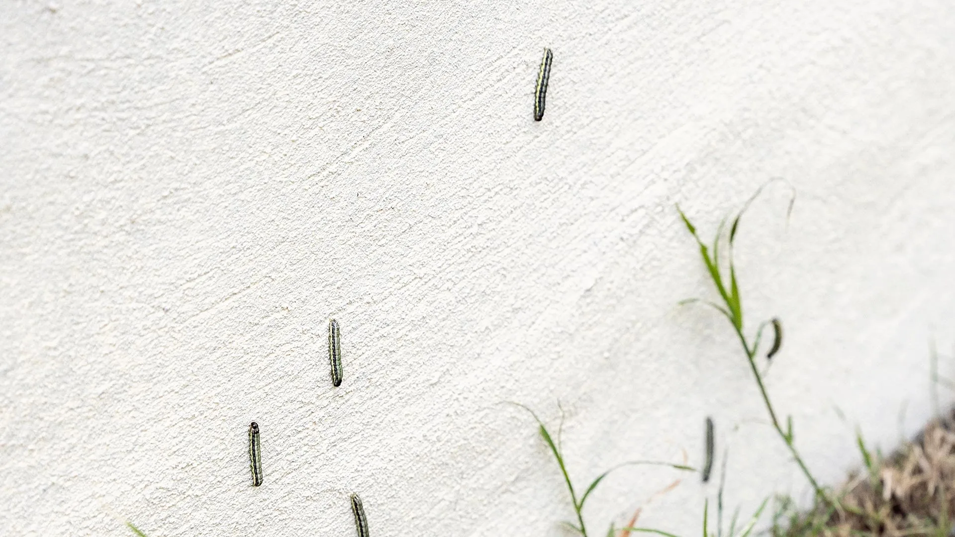 Armyworm infestation at a home in Richardson, TX.