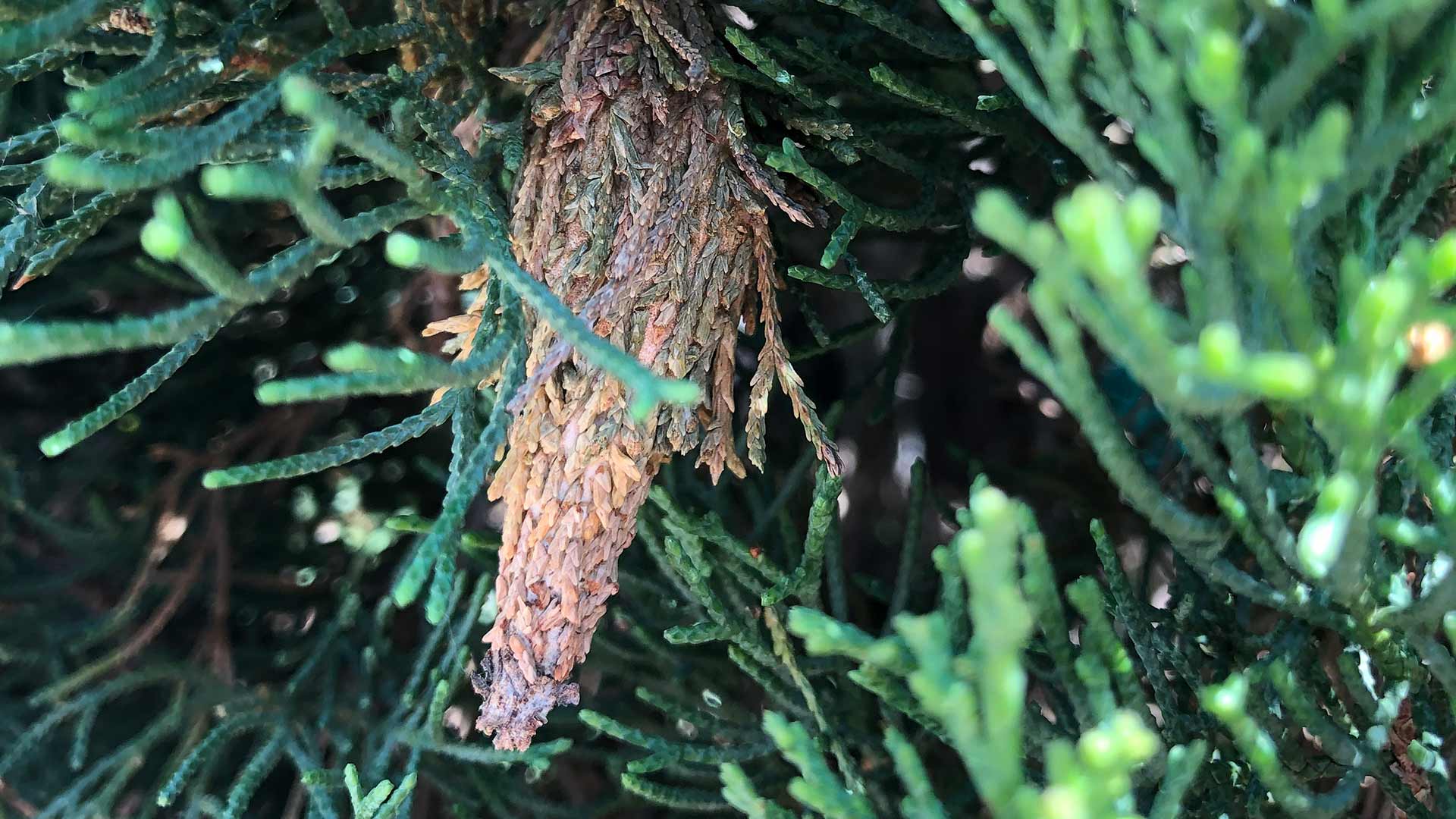 Bagworm spotted at a property in Plano, TX.
