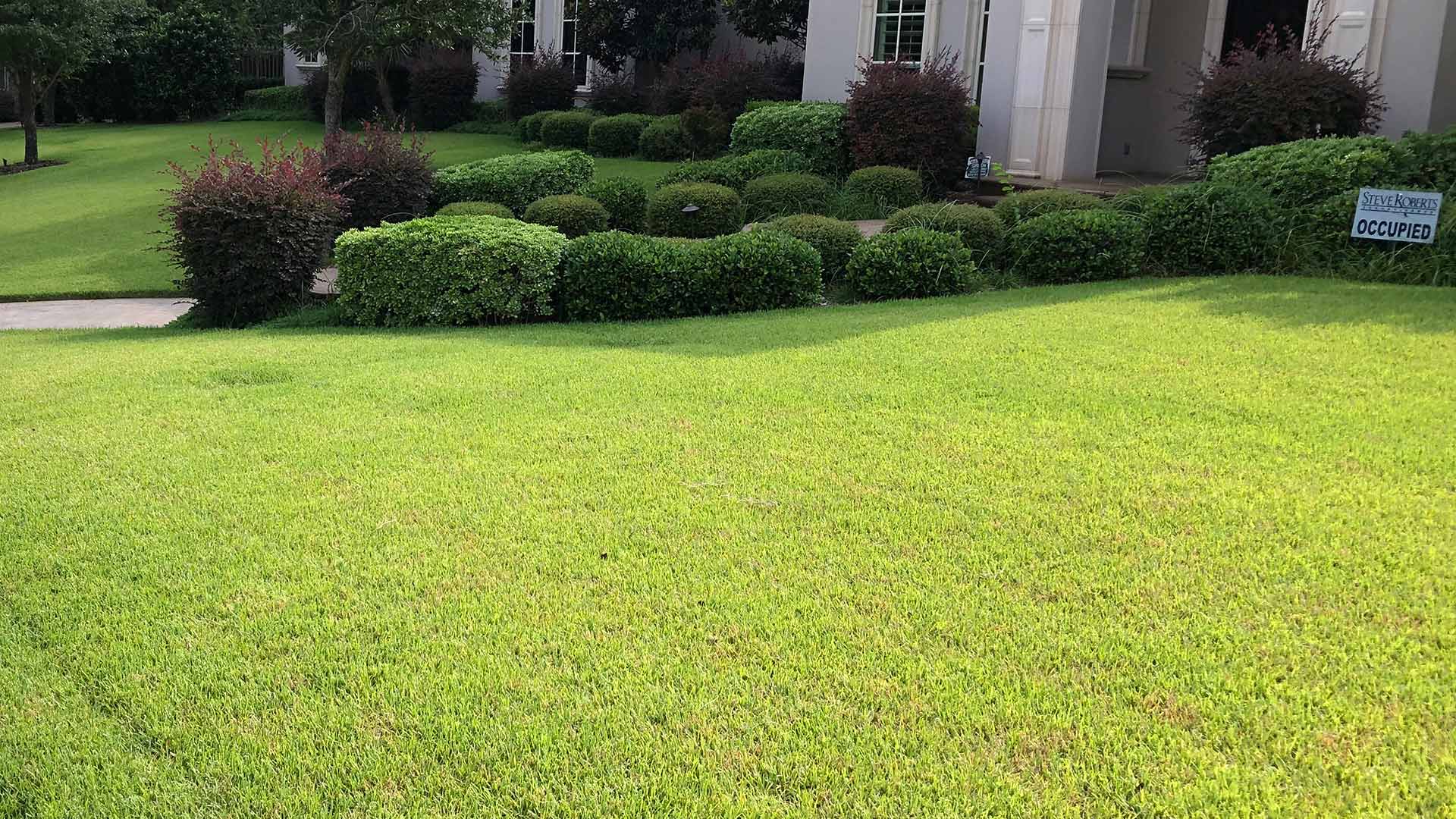 Beautiful lawn and trimmed landscape shrubs at a home in Murphy, TX.
