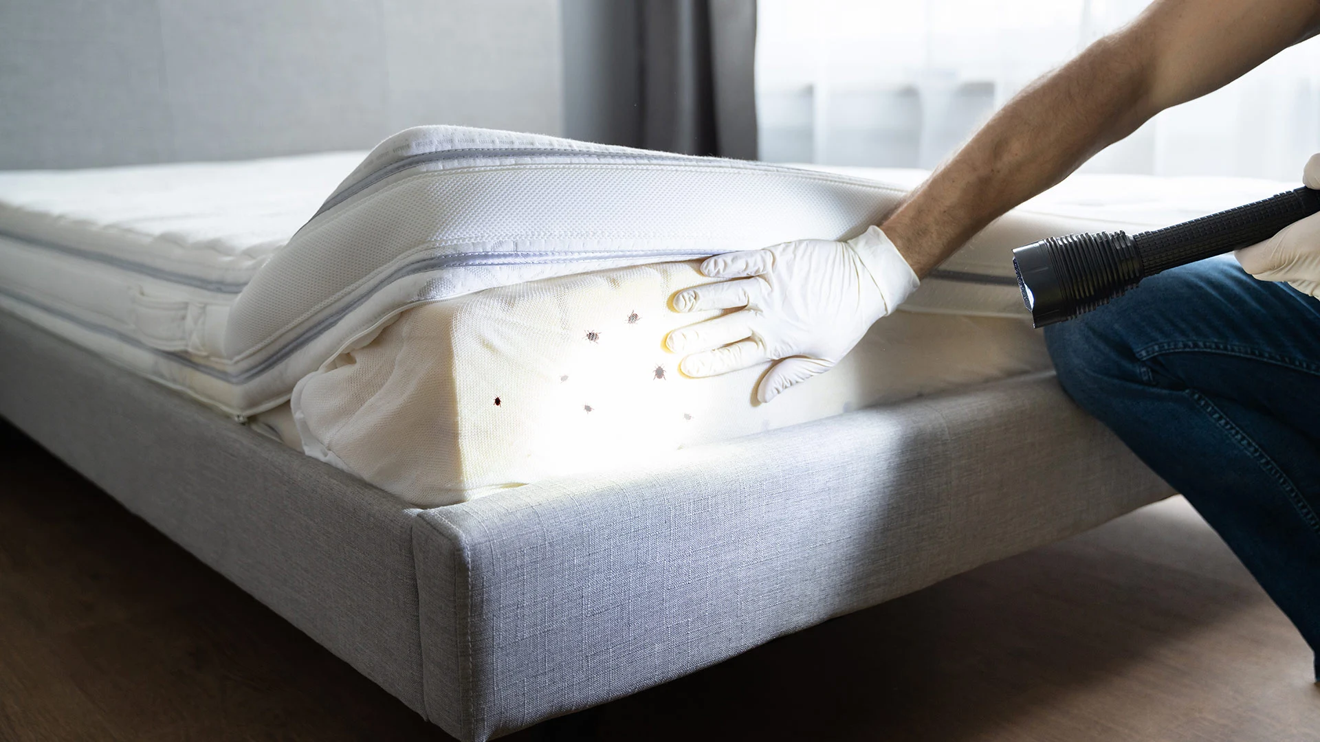 3 Signs There’s a Bed Bug Infestation in Your Home