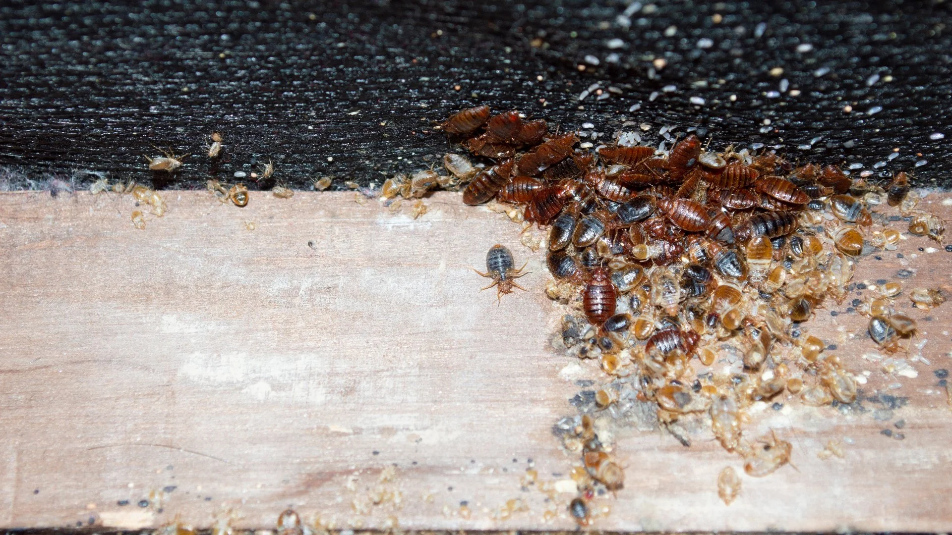What to Expect From a Professional Bed Bug Treatment Process