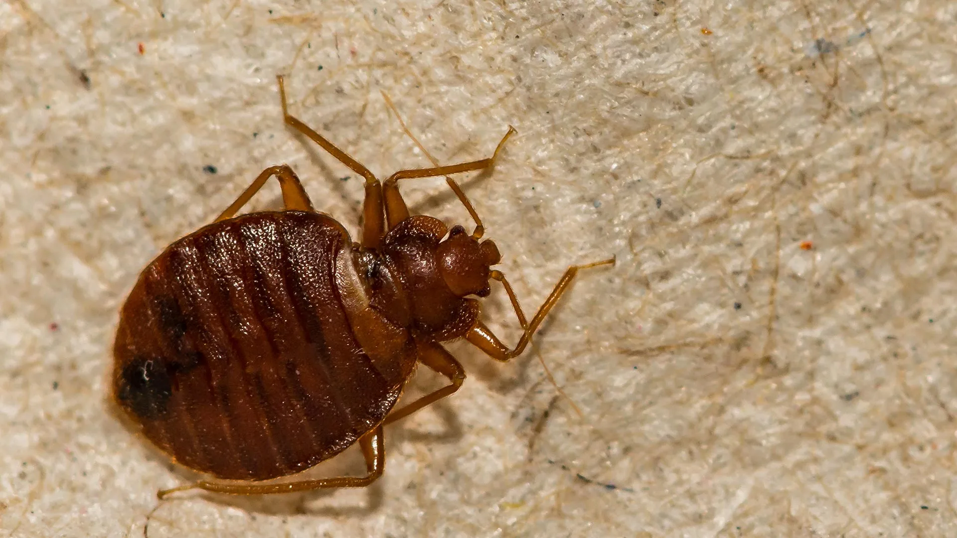 Bed bug at a home in Plano, TX.