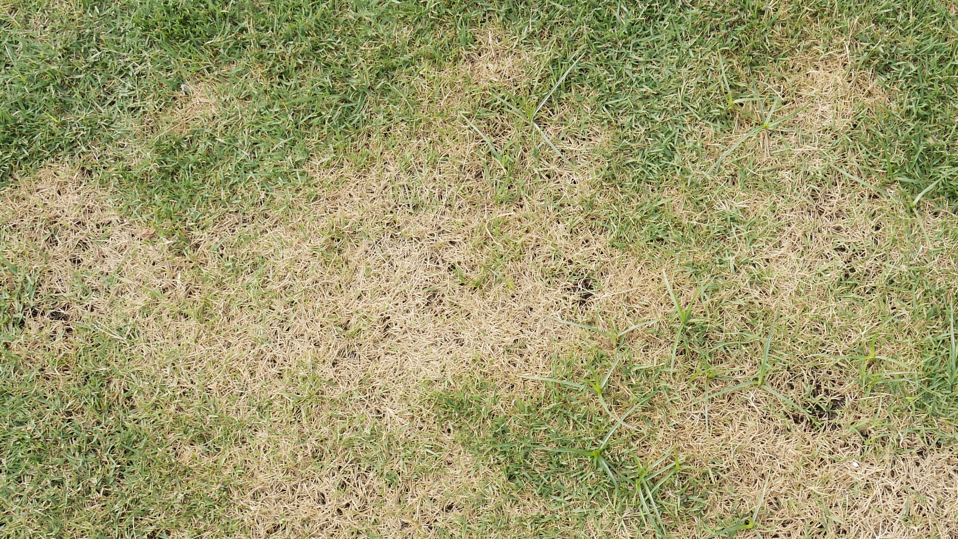 4 Possible Culprits Behind Your Brown Lawn