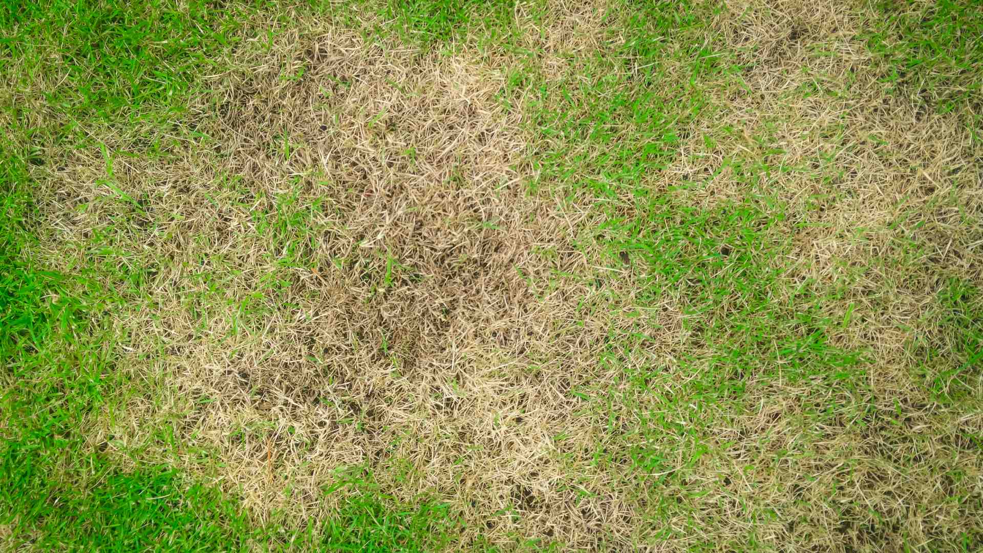 Infected lawn with brown patch disease in Plano, TX.