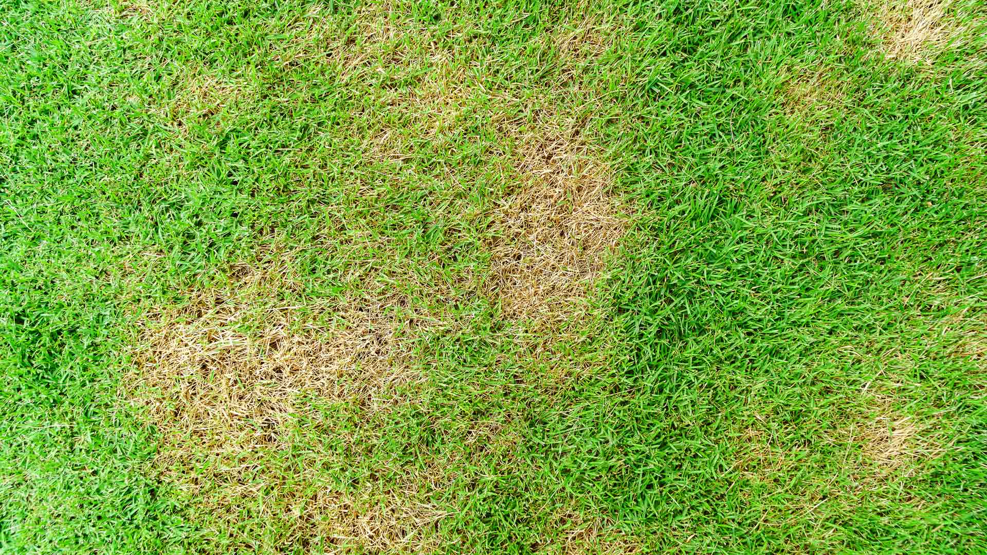 Do You Think Your Lawn Is Infected With Brown Patch? Here’s What to Do
