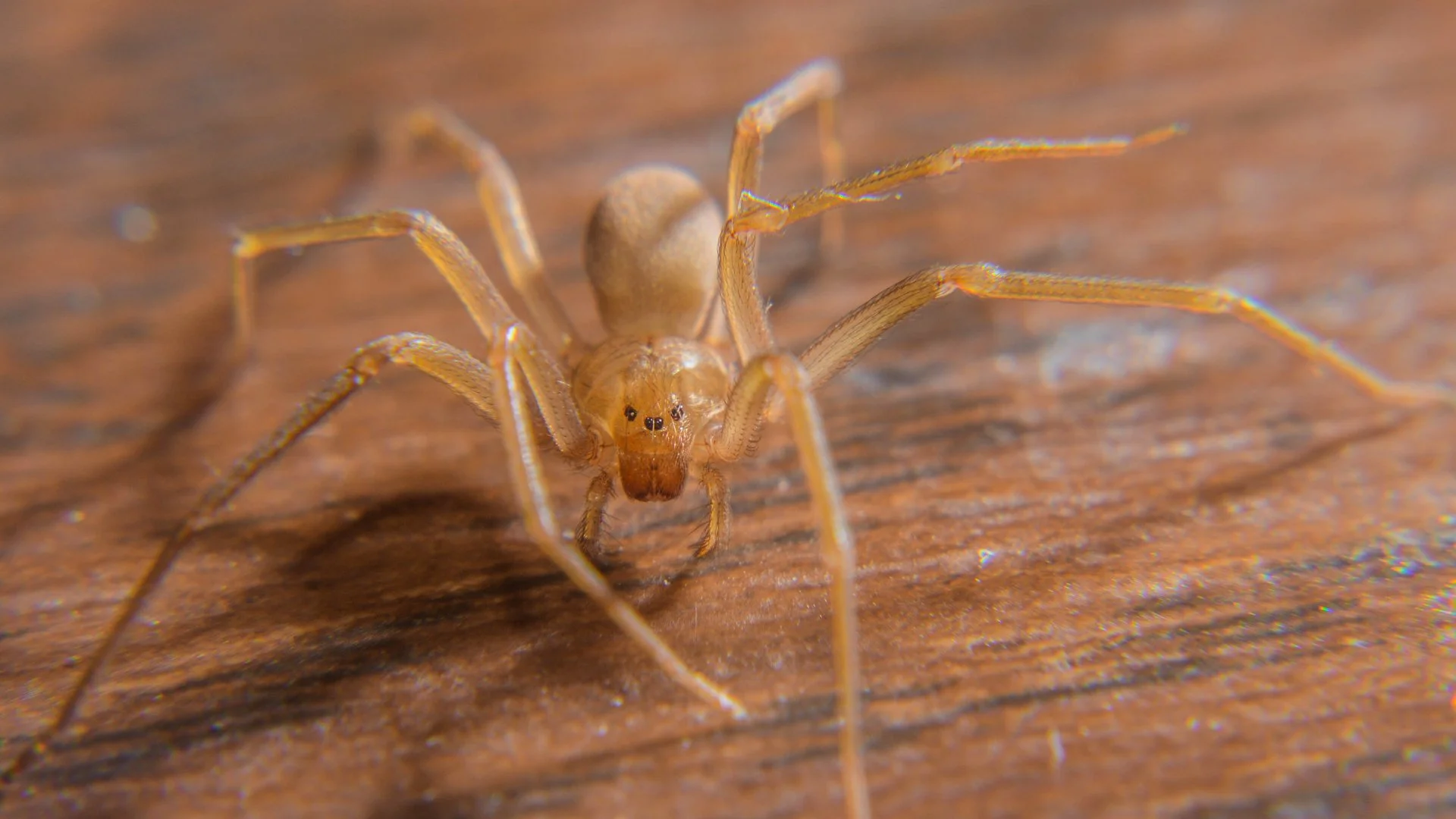 Professional Perimeter Pest Control Treatments Are Worth the Investment!