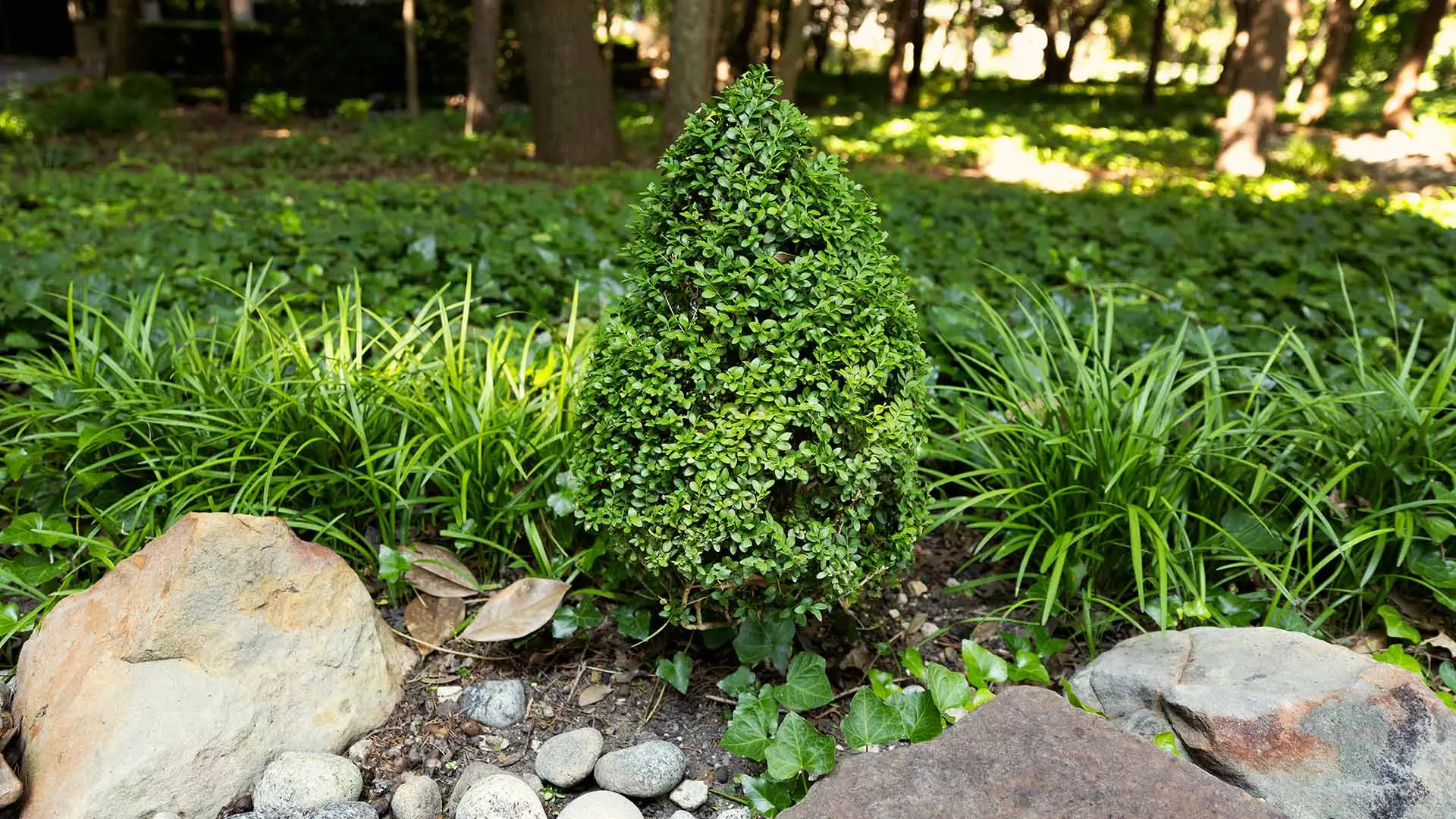 Bush in maintained landscape bed in Lucas, TX.