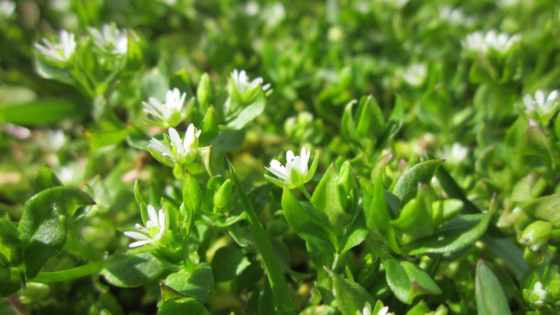 Be on the Lookout for These 4 Summer Weeds Commonly Found in Texas