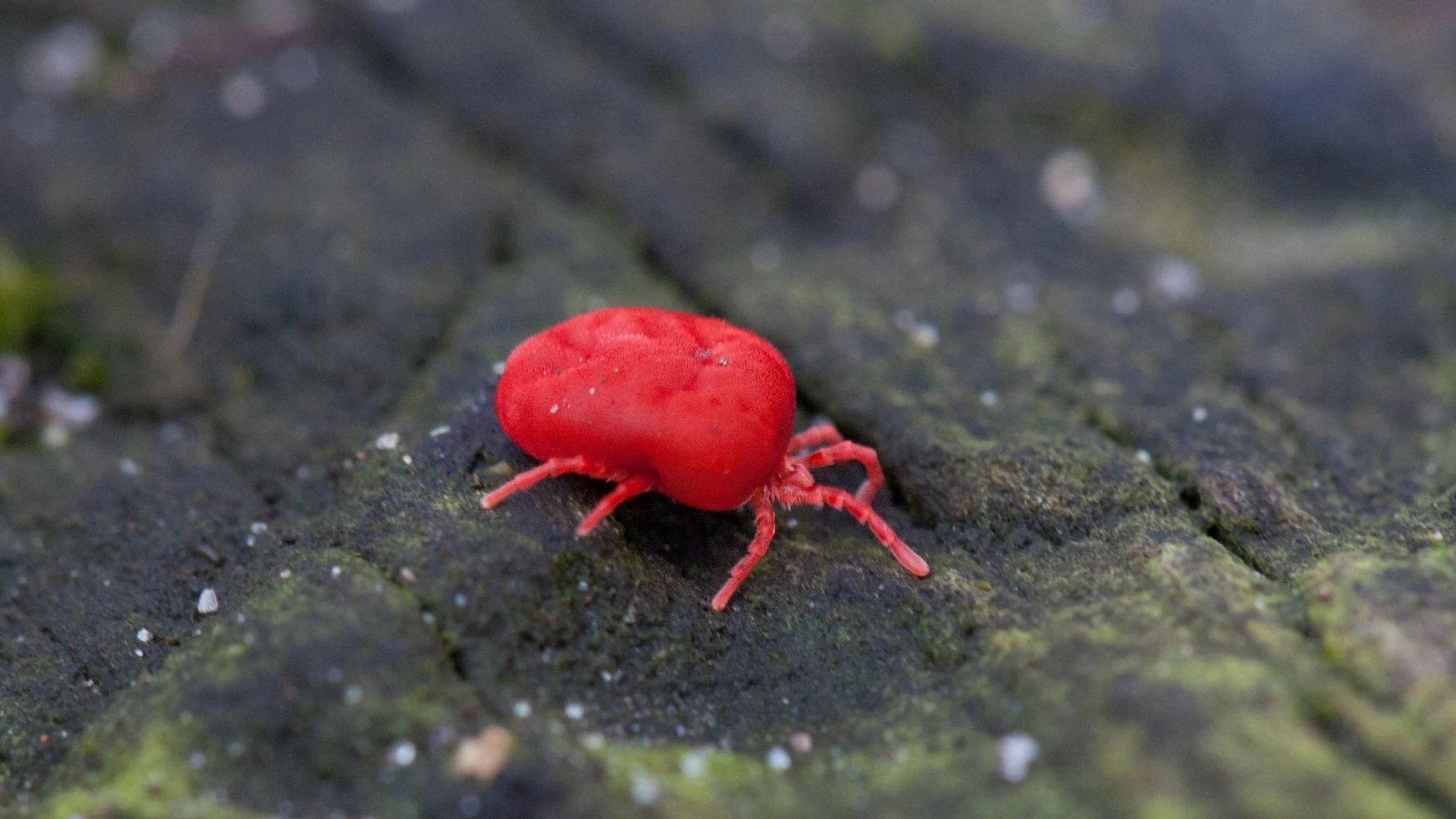 Chigger bug found on tree bark in Allen, TX.