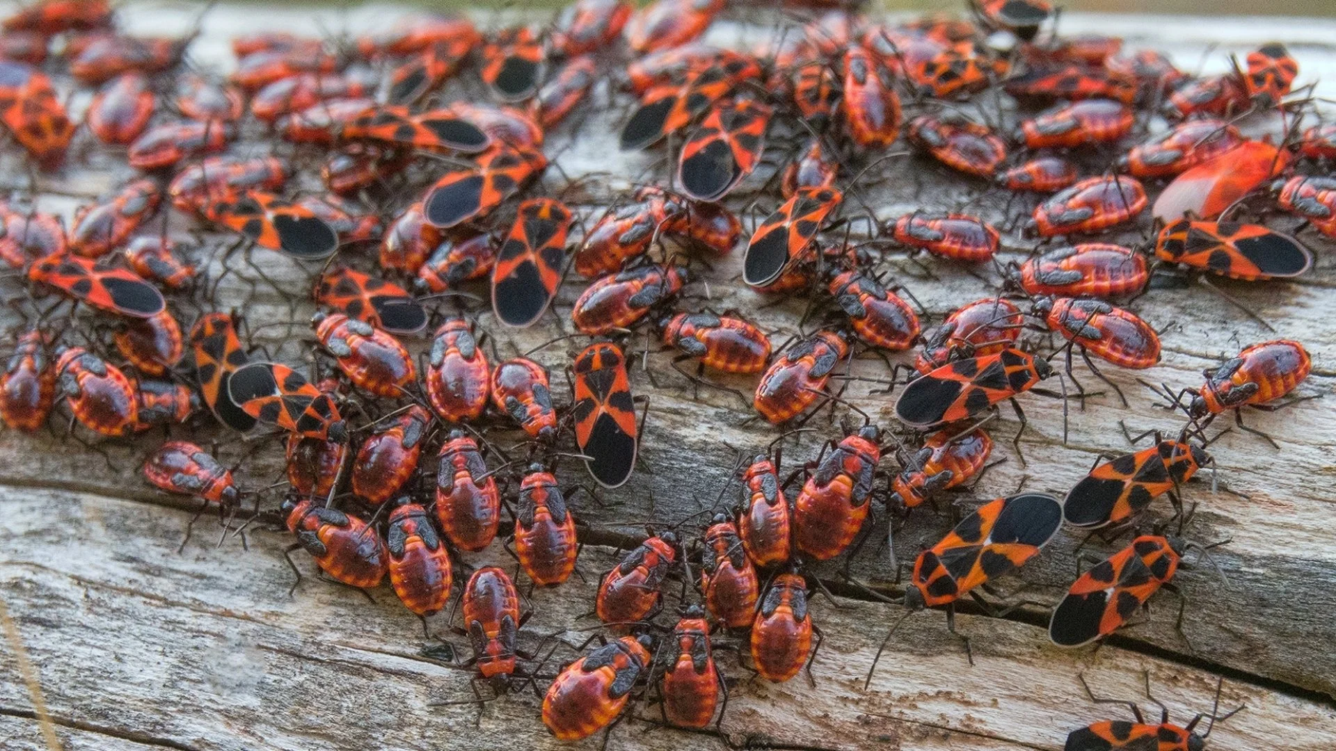 Can Grass Recover From Chinch Bugs?