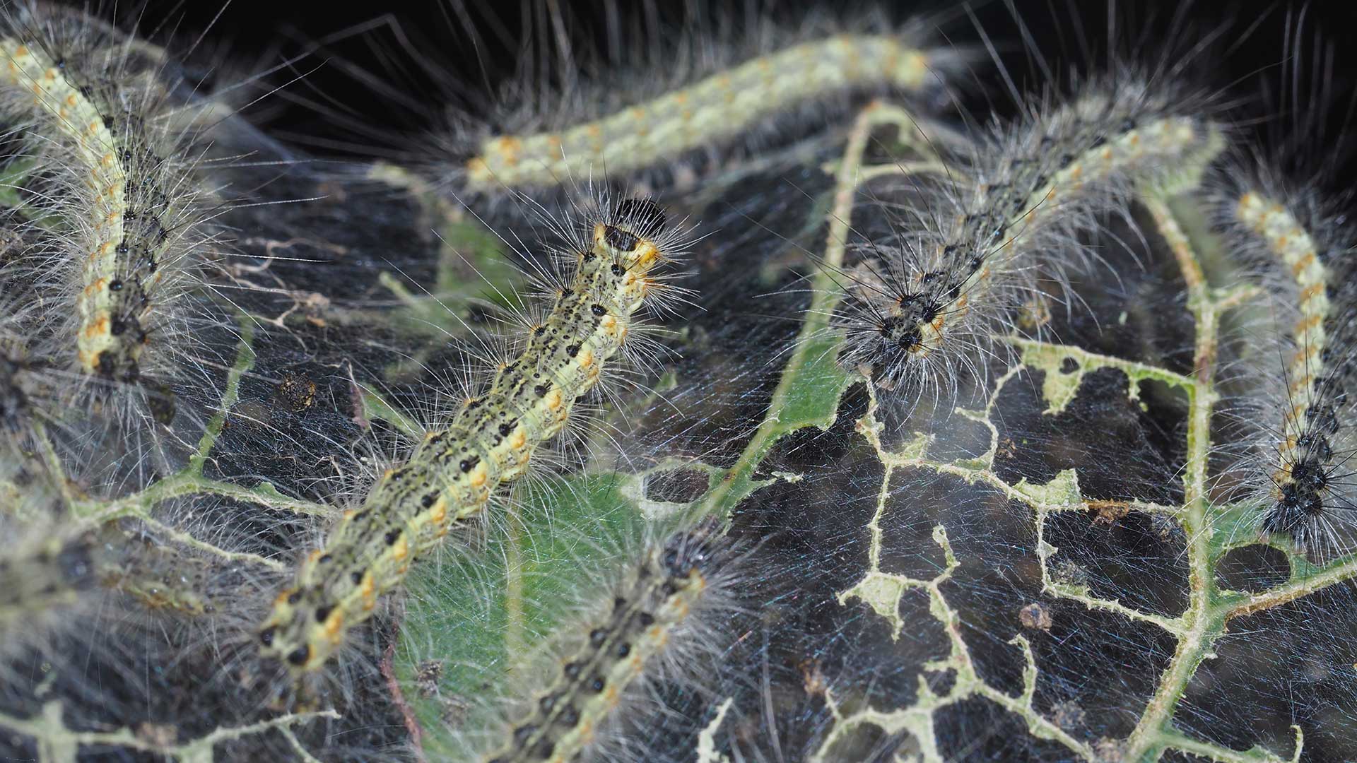 Webworms crawling on devoured leaves in Lucas, TX.