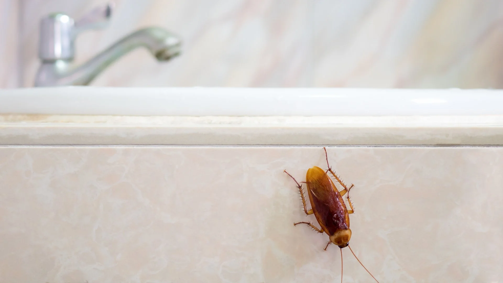 What Are the Common Types of Roaches in Plano, TX?